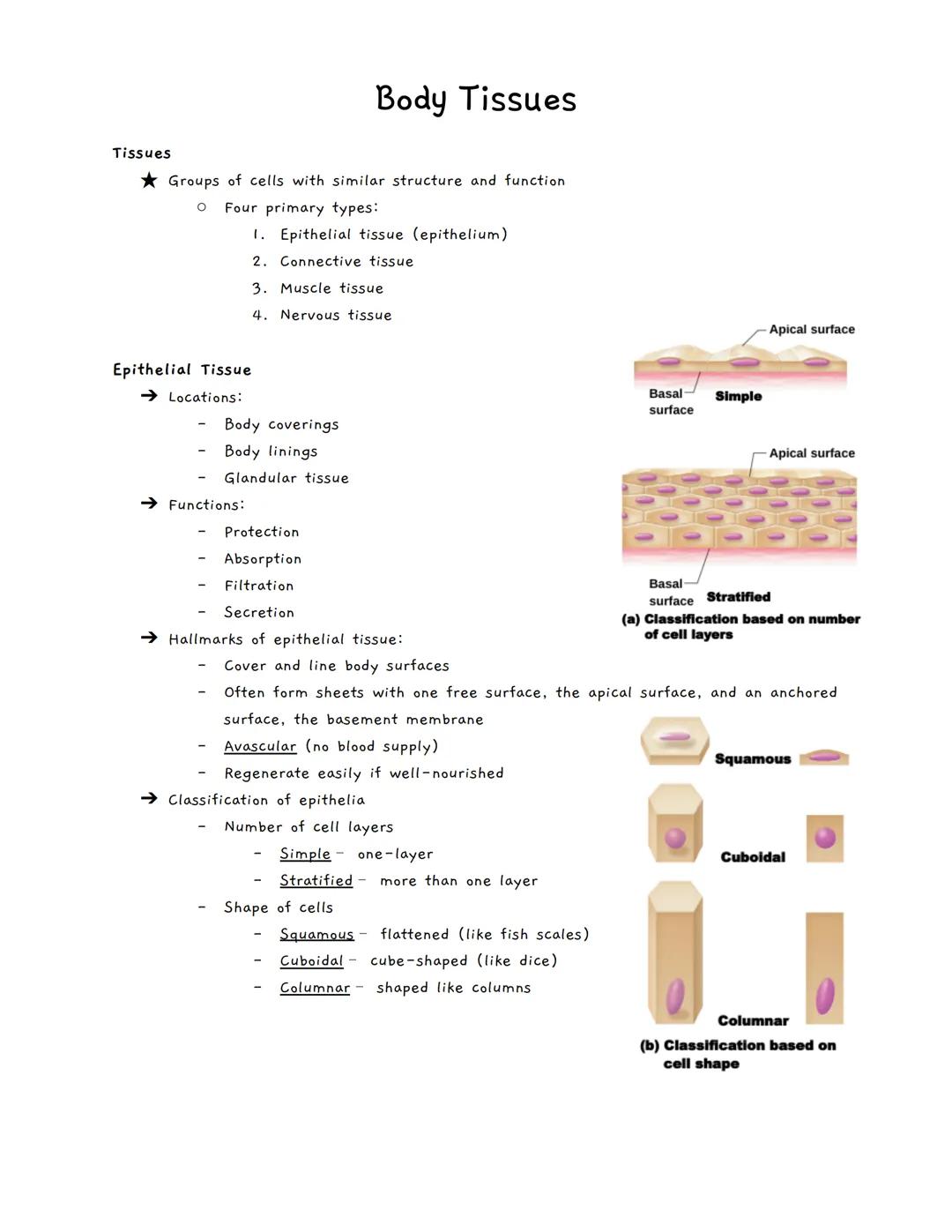 Body Tissues
Tissues
Groups of cells with similar structure and function
о
Four primary types:
1.
Epithelial tissue (epithelium)
2. Connecti