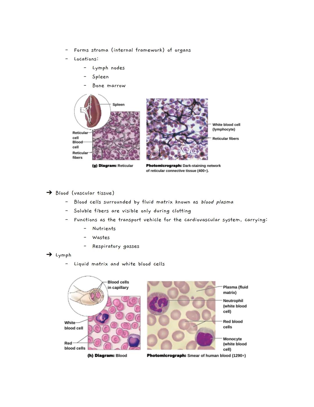 Body Tissues
Tissues
Groups of cells with similar structure and function
о
Four primary types:
1.
Epithelial tissue (epithelium)
2. Connecti