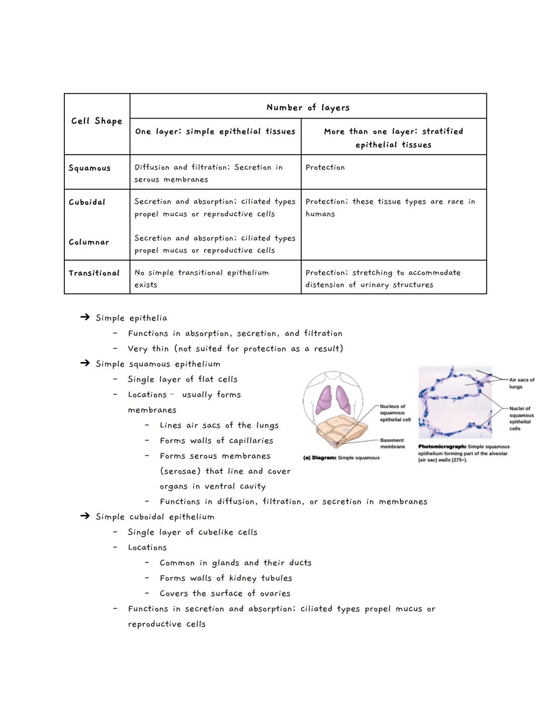 Body Tissues
Tissues
Groups of cells with similar structure and function
о
Four primary types:
1.
Epithelial tissue (epithelium)
2. Connecti