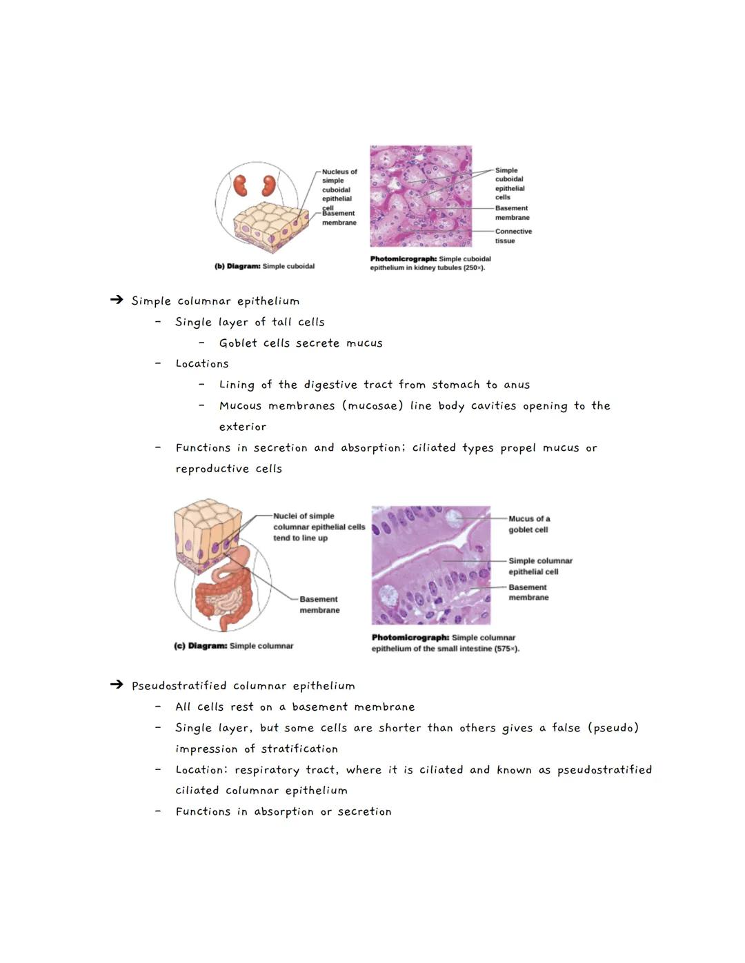 Body Tissues
Tissues
Groups of cells with similar structure and function
о
Four primary types:
1.
Epithelial tissue (epithelium)
2. Connecti