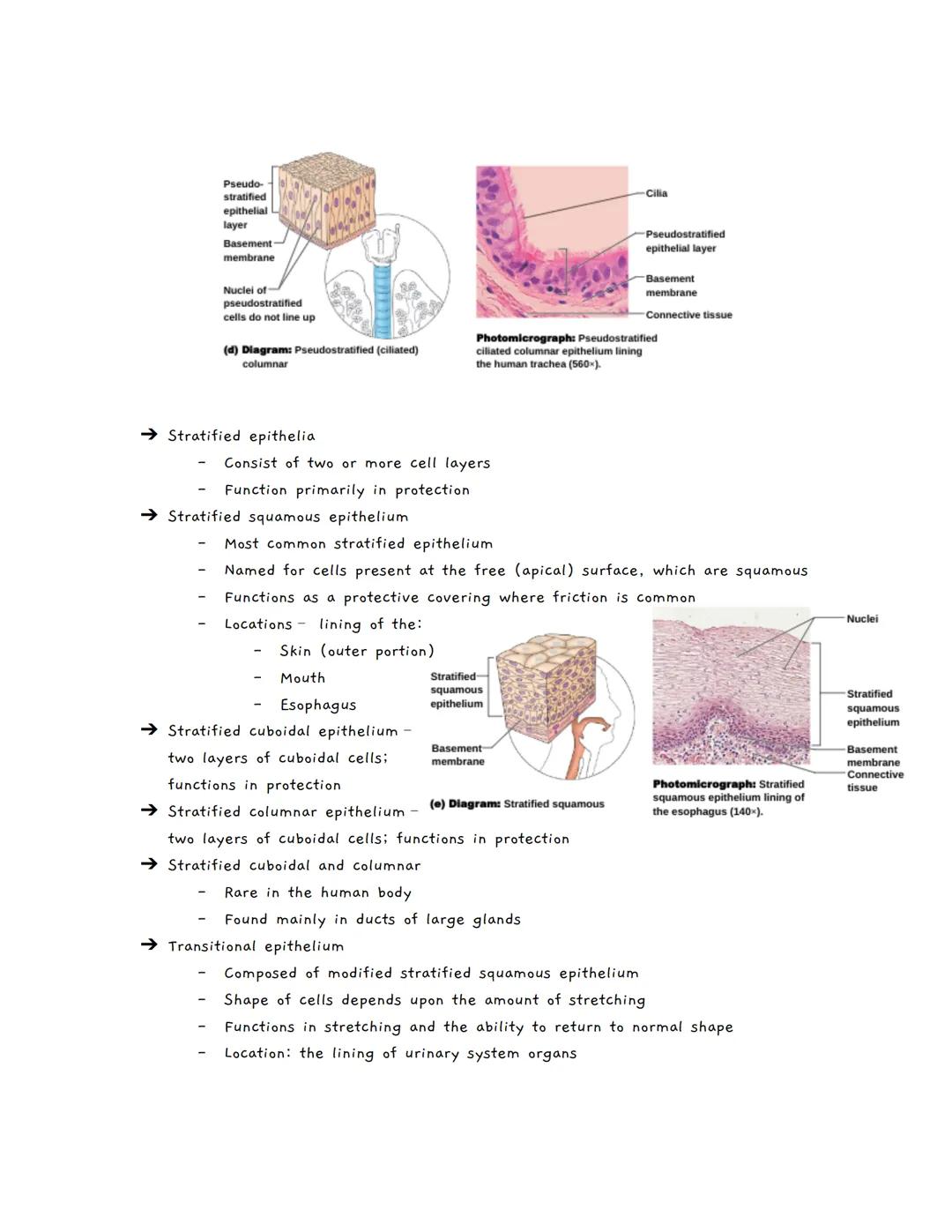 Body Tissues
Tissues
Groups of cells with similar structure and function
о
Four primary types:
1.
Epithelial tissue (epithelium)
2. Connecti