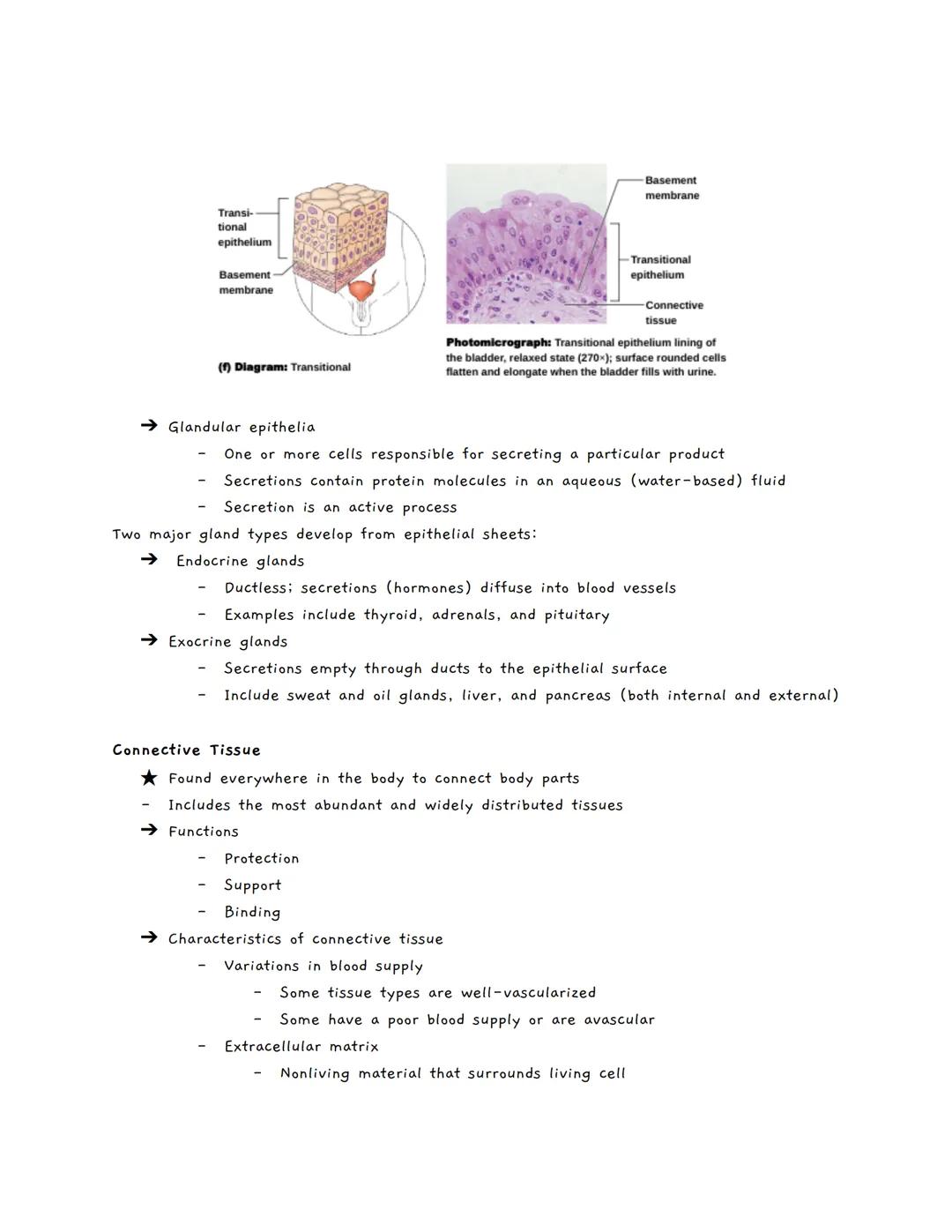 Body Tissues
Tissues
Groups of cells with similar structure and function
о
Four primary types:
1.
Epithelial tissue (epithelium)
2. Connecti