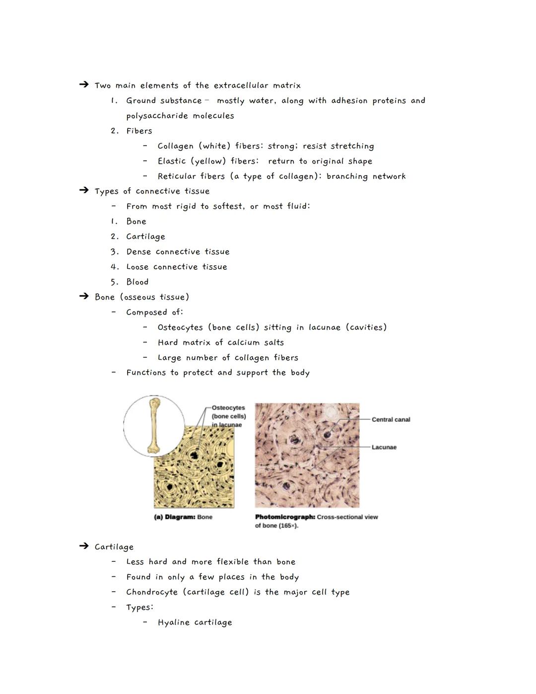 Body Tissues
Tissues
Groups of cells with similar structure and function
о
Four primary types:
1.
Epithelial tissue (epithelium)
2. Connecti
