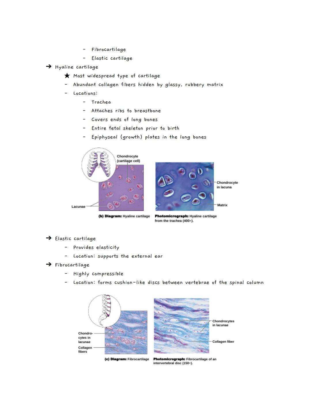 Body Tissues
Tissues
Groups of cells with similar structure and function
о
Four primary types:
1.
Epithelial tissue (epithelium)
2. Connecti
