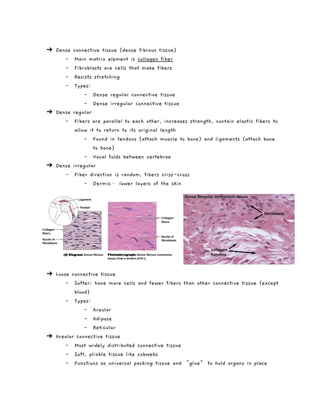 Body Tissues
Tissues
Groups of cells with similar structure and function
о
Four primary types:
1.
Epithelial tissue (epithelium)
2. Connecti