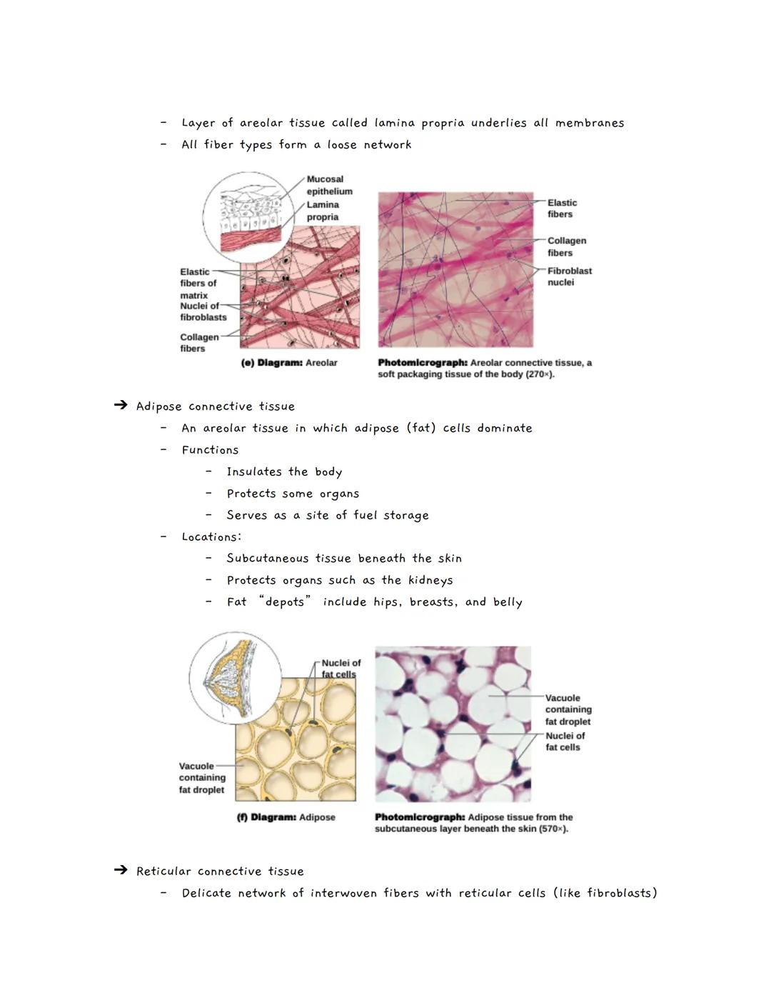 Body Tissues
Tissues
Groups of cells with similar structure and function
о
Four primary types:
1.
Epithelial tissue (epithelium)
2. Connecti
