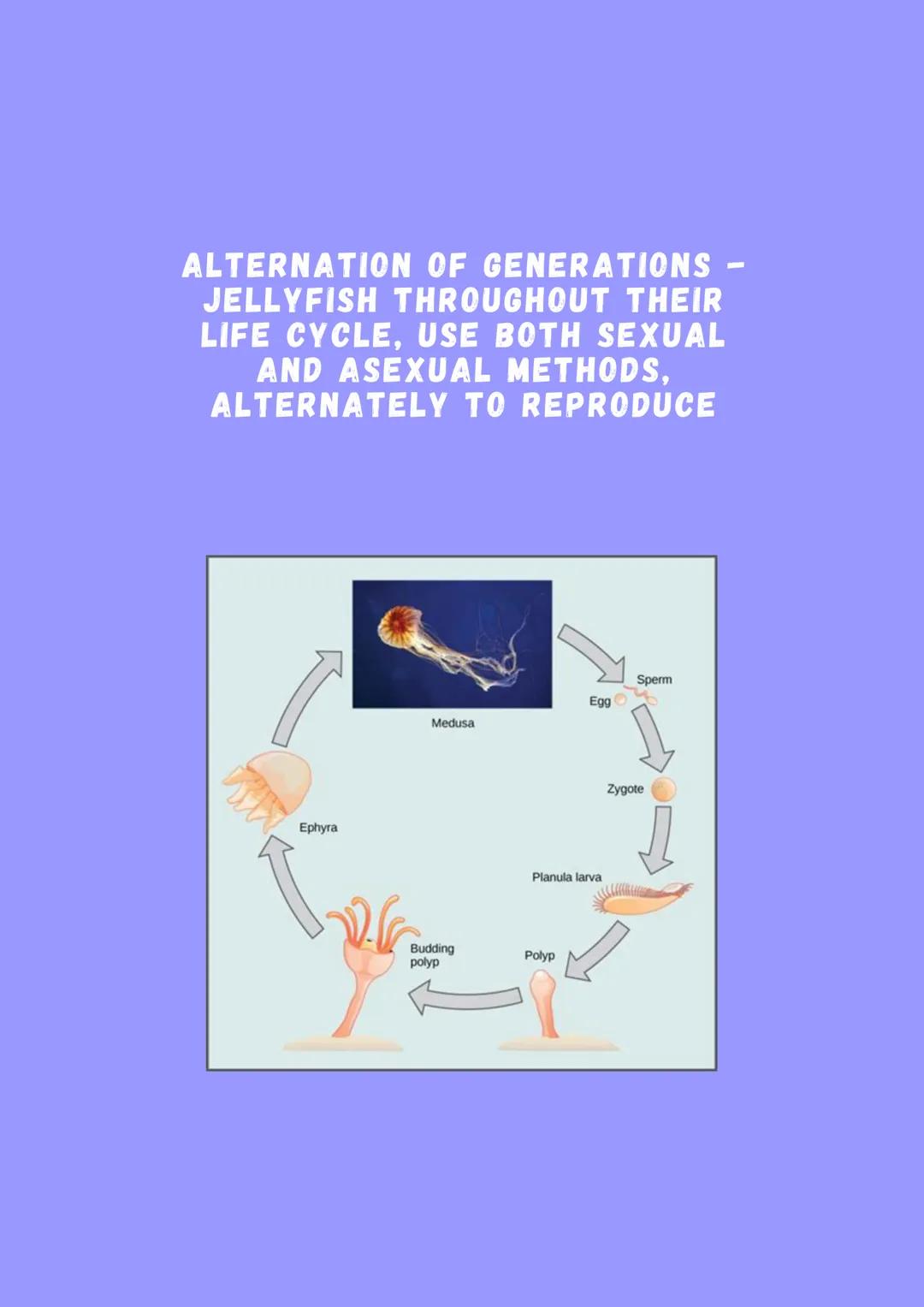 # SPONGES
PHYLUM PORIFERA-PORE BEARERS
NO NERVOUS. DIGESTIVE OR CIRCULATORY SYSTEM
SESSILE -ATTACH THEMSELVES TO ROCKS
AND STAY IN ONE P