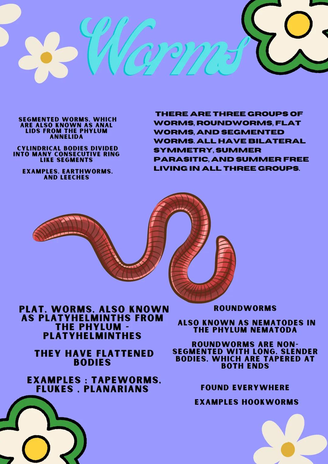 # SPONGES
PHYLUM PORIFERA-PORE BEARERS
NO NERVOUS. DIGESTIVE OR CIRCULATORY SYSTEM
SESSILE -ATTACH THEMSELVES TO ROCKS
AND STAY IN ONE P