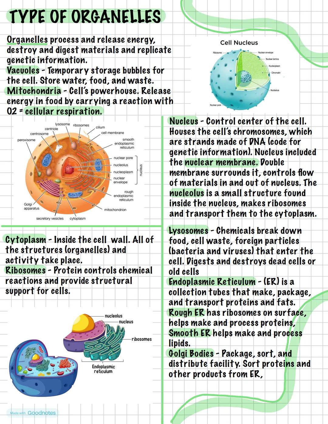 TYPE OF ORGANELLES
Organelles process and release energy,
destroy and digest materials and replicate
genetic information.
Vacuoles Temporary