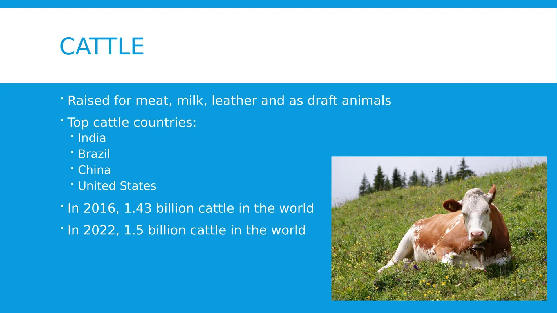 # ANIMAL CONTRIBUTIONS TO HUMAN NEEDS
2.5.2024 # GLOBAL LIVESTOCK DISTRIBUTION
* Influenced by
* Climate
* Geography
*