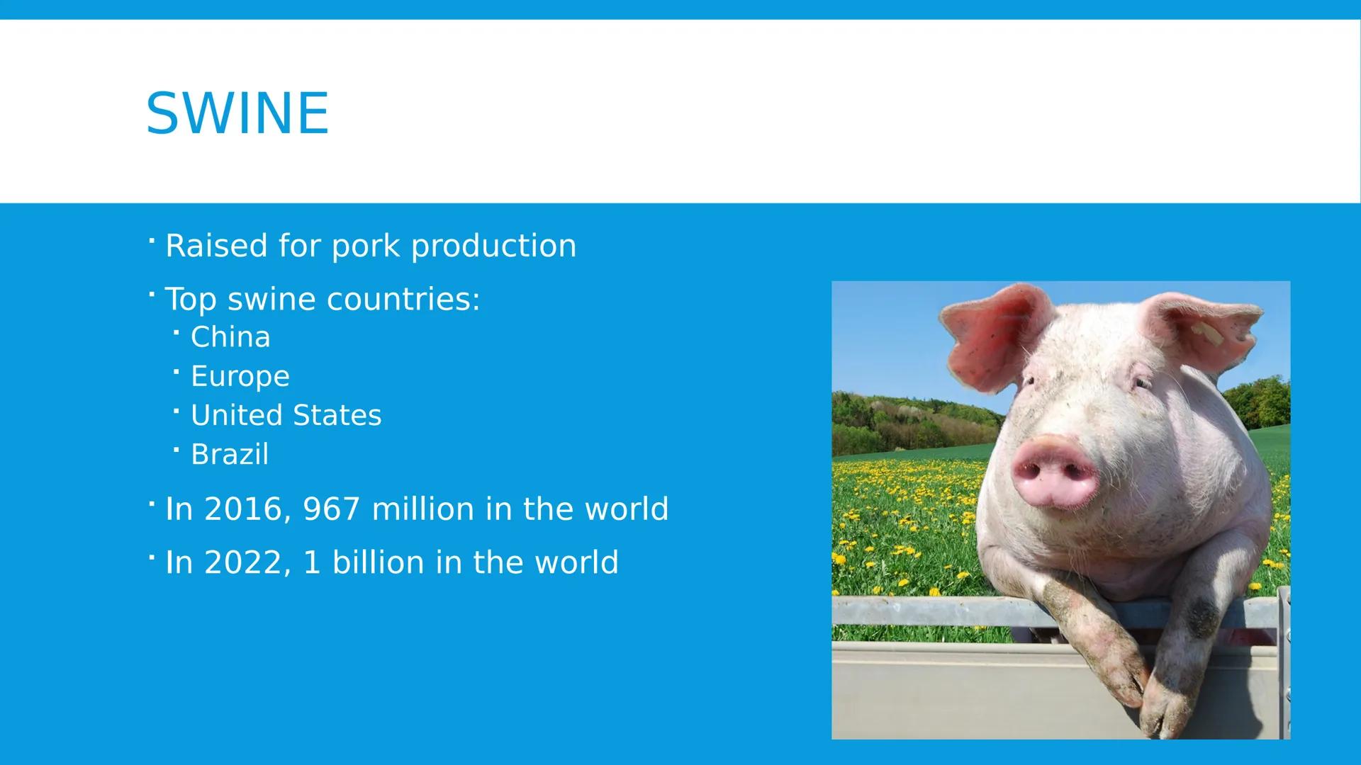 # ANIMAL CONTRIBUTIONS TO HUMAN NEEDS
2.5.2024 # GLOBAL LIVESTOCK DISTRIBUTION
* Influenced by
* Climate
* Geography
*