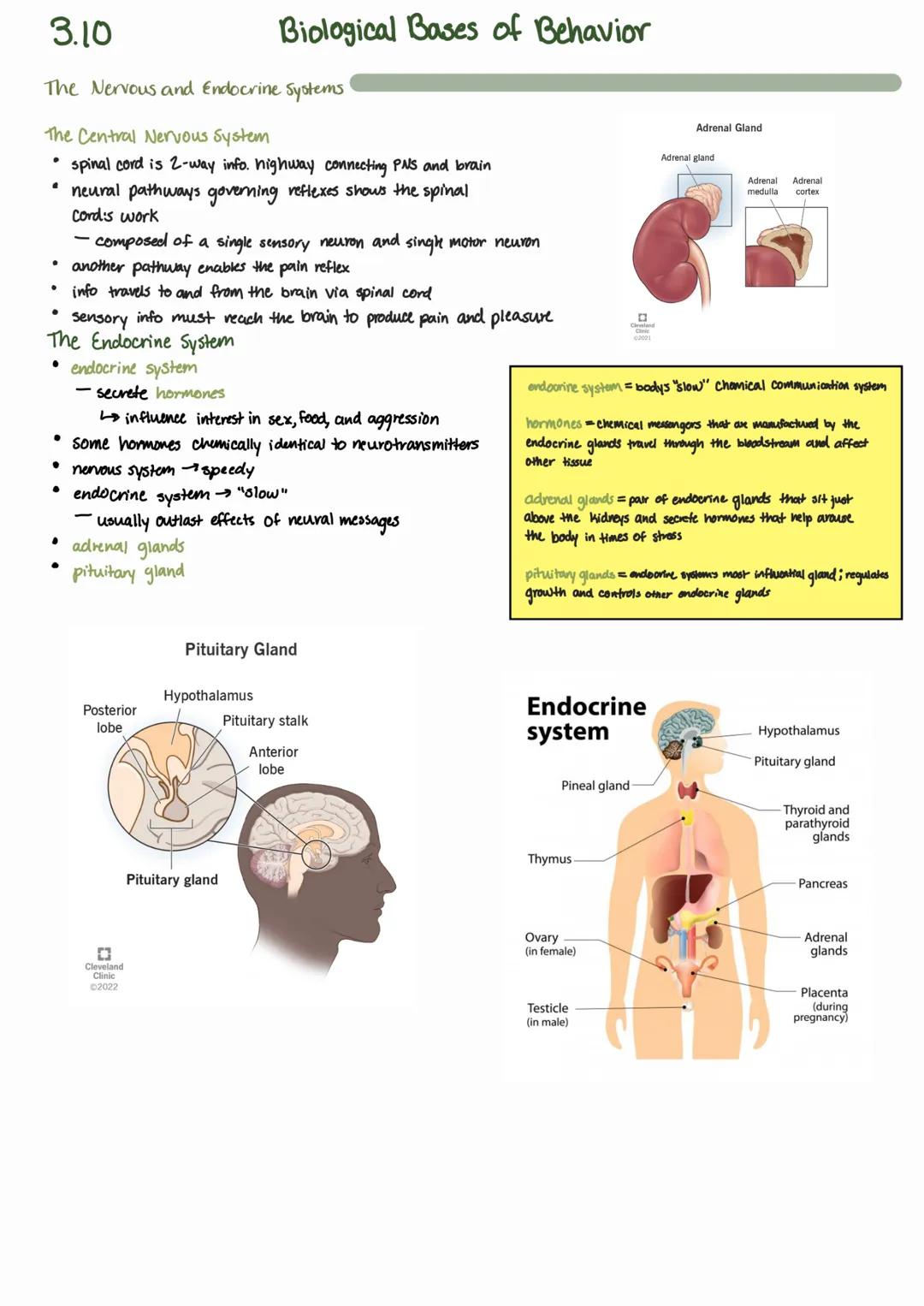 3.10
# Biological Bases of Behavior
## The Nervous and Endocrine Systems
### The Nervous System
* nervous system takes information in fro