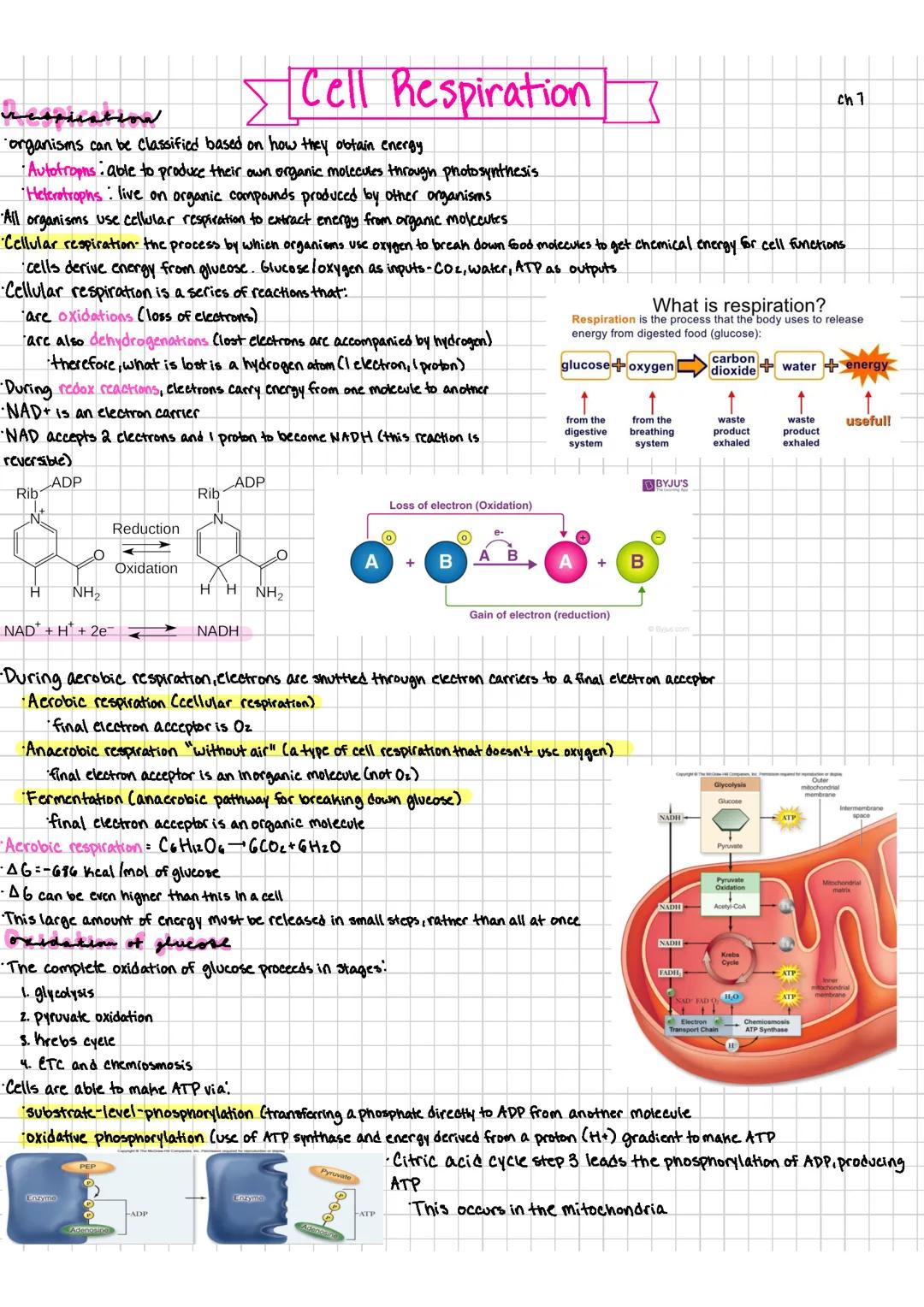 Cellular respiration, anaerobic and aerobic