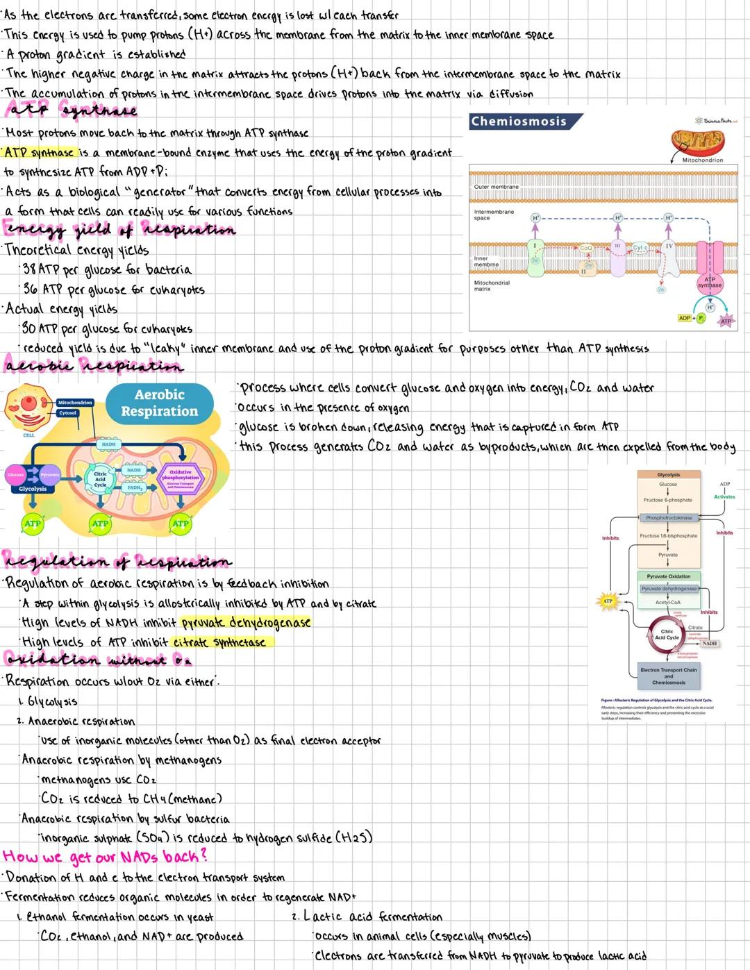 respication
Cell Respiration
· organisms can be classified based on how they obtain energy
Autotrophs: able to produce their own organic mol