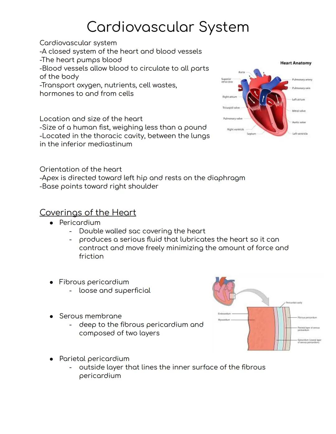 Cardiovascular System
Cardiovascular system
-A closed system of the heart and blood vessels
-The heart pumps blood
-Blood vessels allow bloo