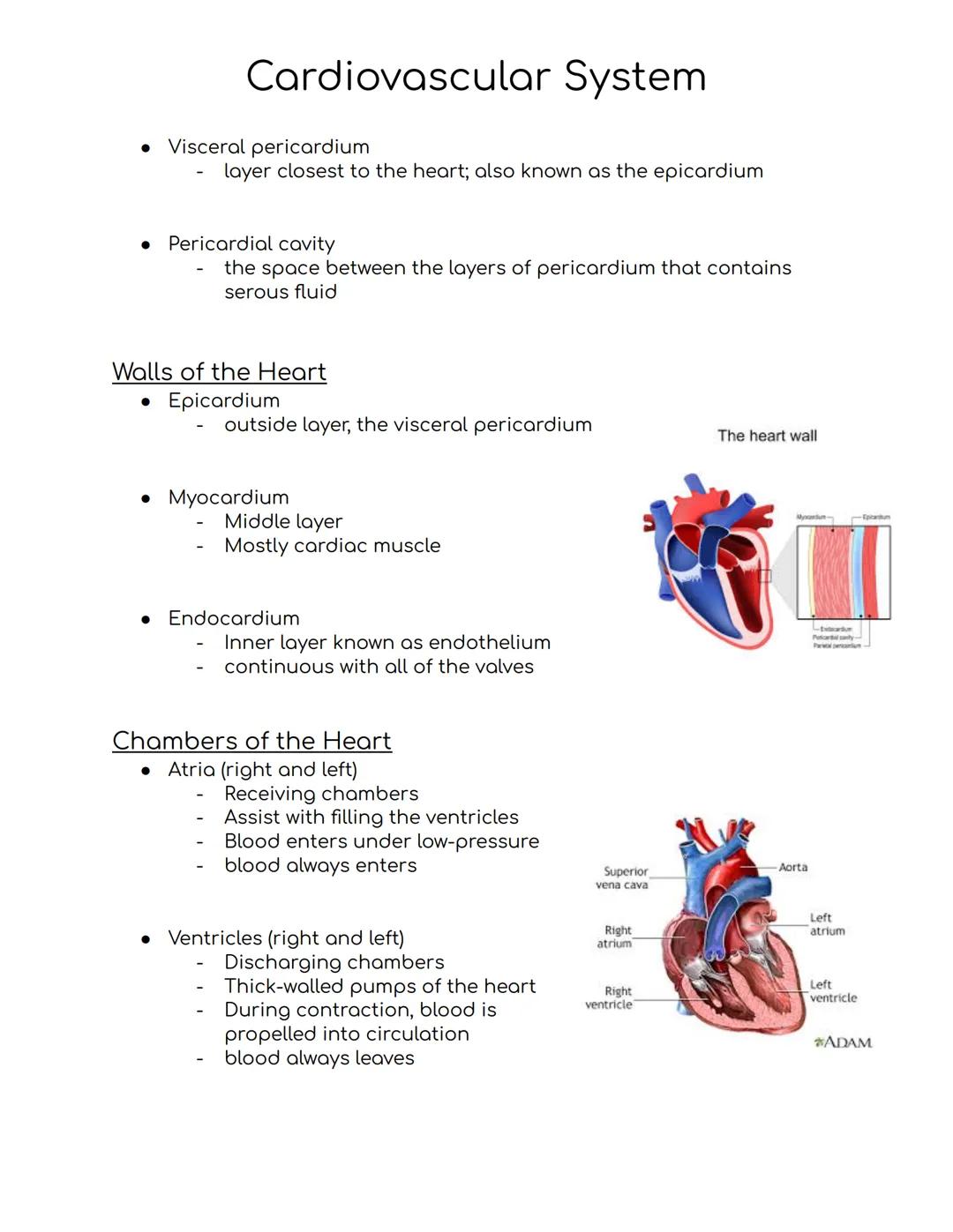 Cardiovascular System
Cardiovascular system
-A closed system of the heart and blood vessels
-The heart pumps blood
-Blood vessels allow bloo