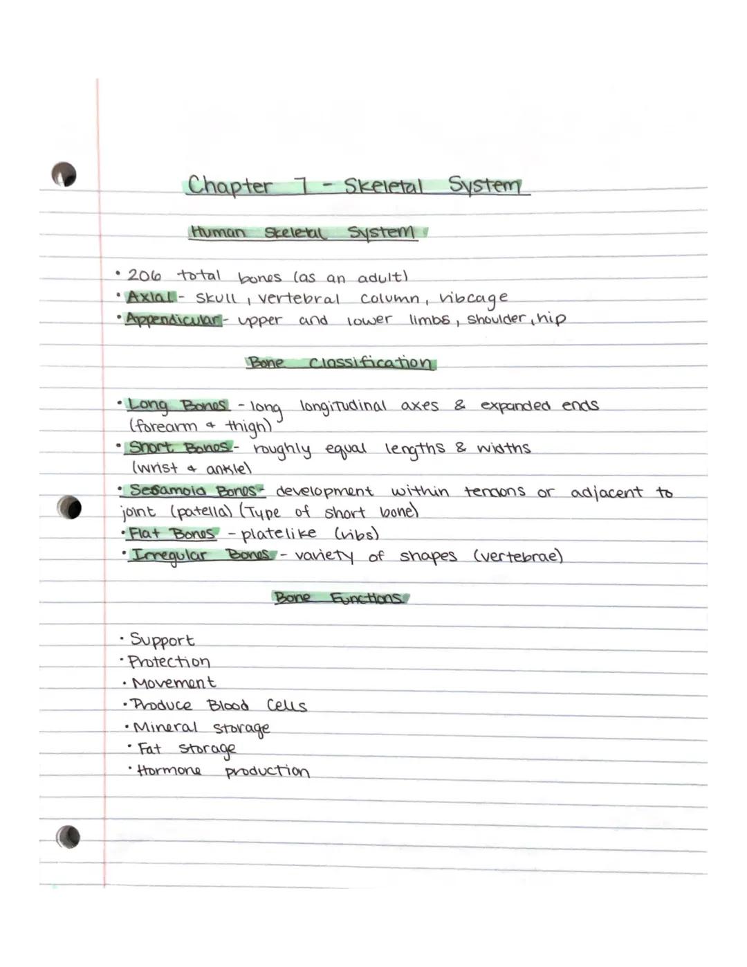 Understanding the Skeletal System: Types and Functions of Bones
