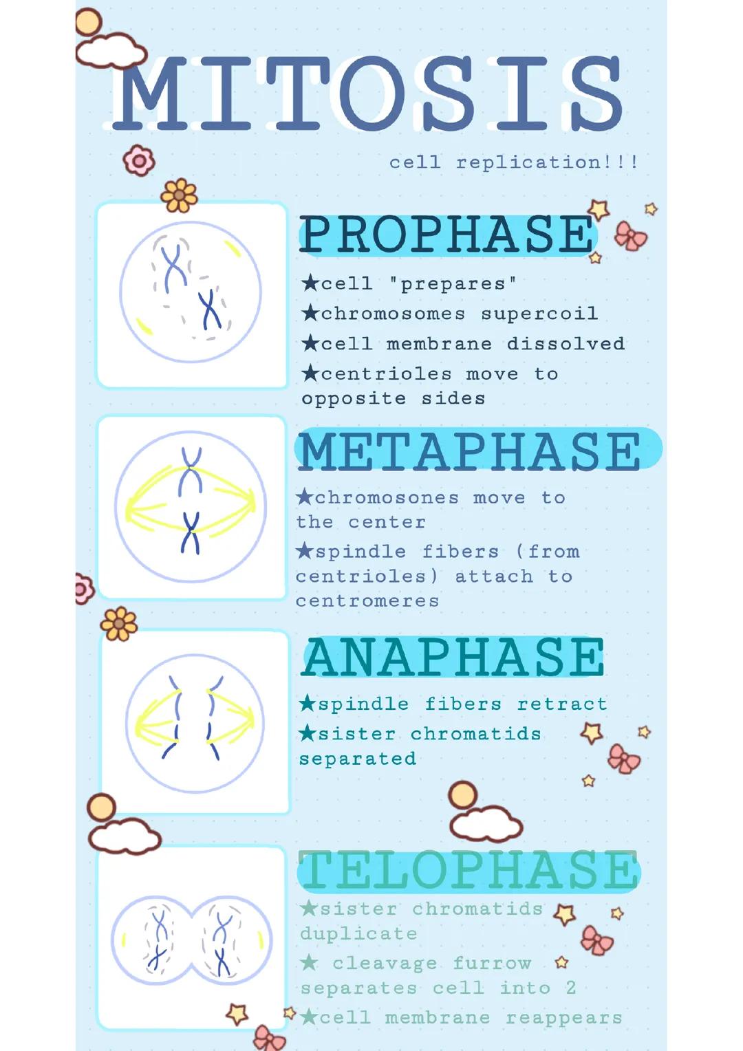 Mitosis Process