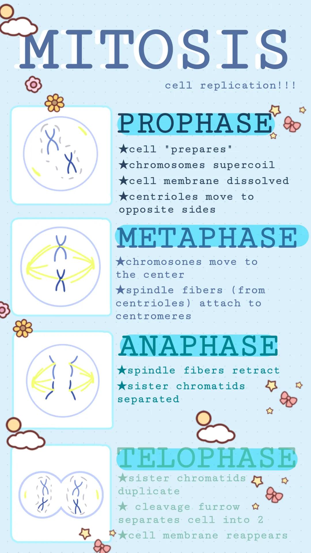 MITOSIS
xx
cell replication!!!
PROPHASE &
★cell "prepares"
★ chromosomes supercoil
★cell membrane dissolved
★centrioles move to
opposite sid
