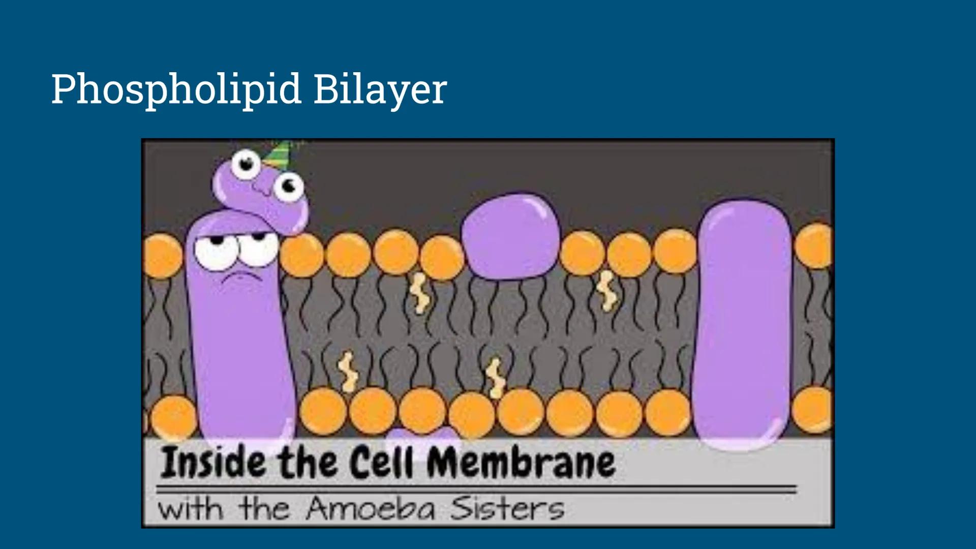 Benchmark Review
Benchmark 12/18/24 Unit 1: Biomolecules
Understandings & Questions
The function of biomolecules, including carbohydrates, l