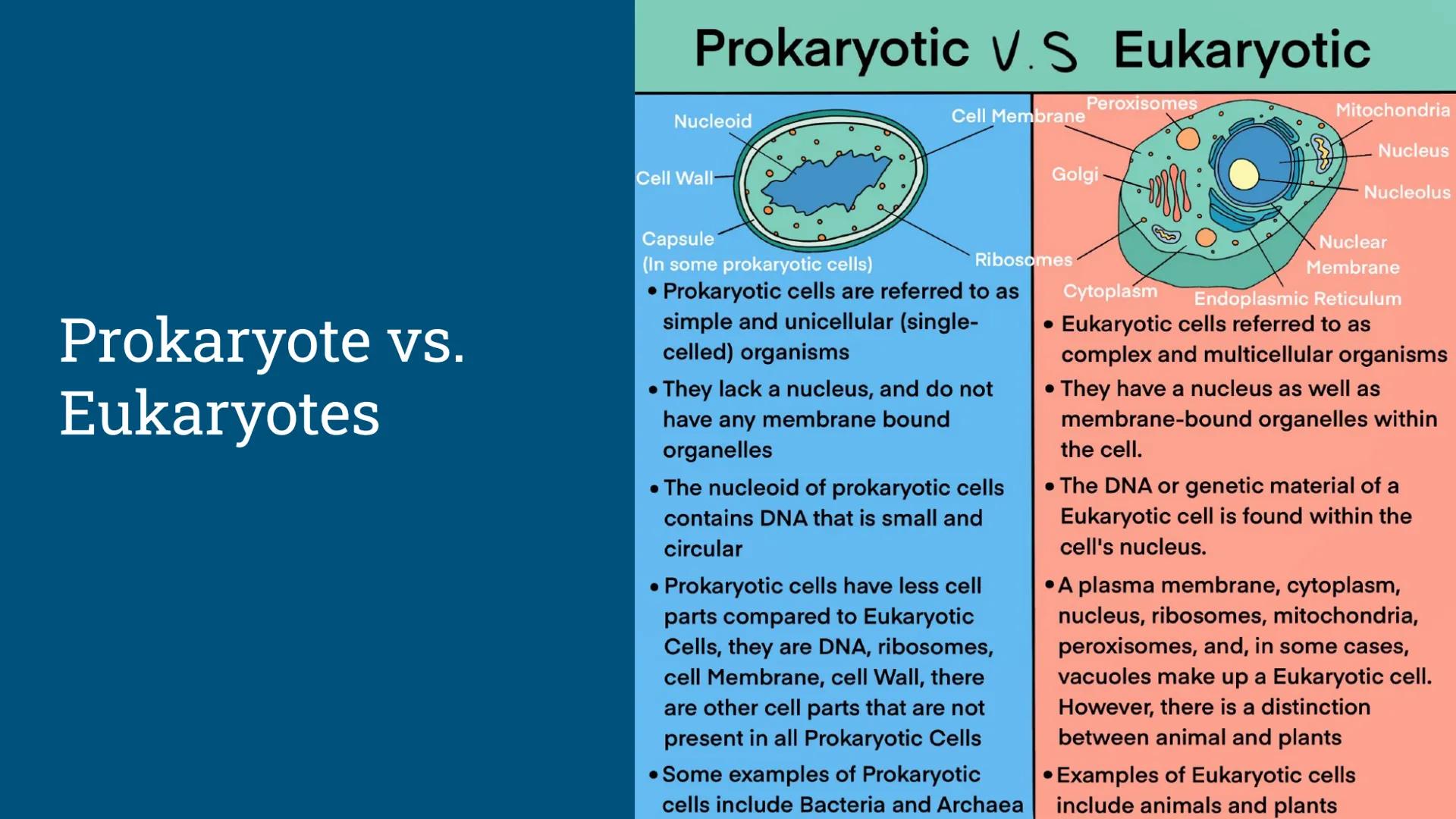 Benchmark Review
Benchmark 12/18/24 Unit 1: Biomolecules
Understandings & Questions
The function of biomolecules, including carbohydrates, l