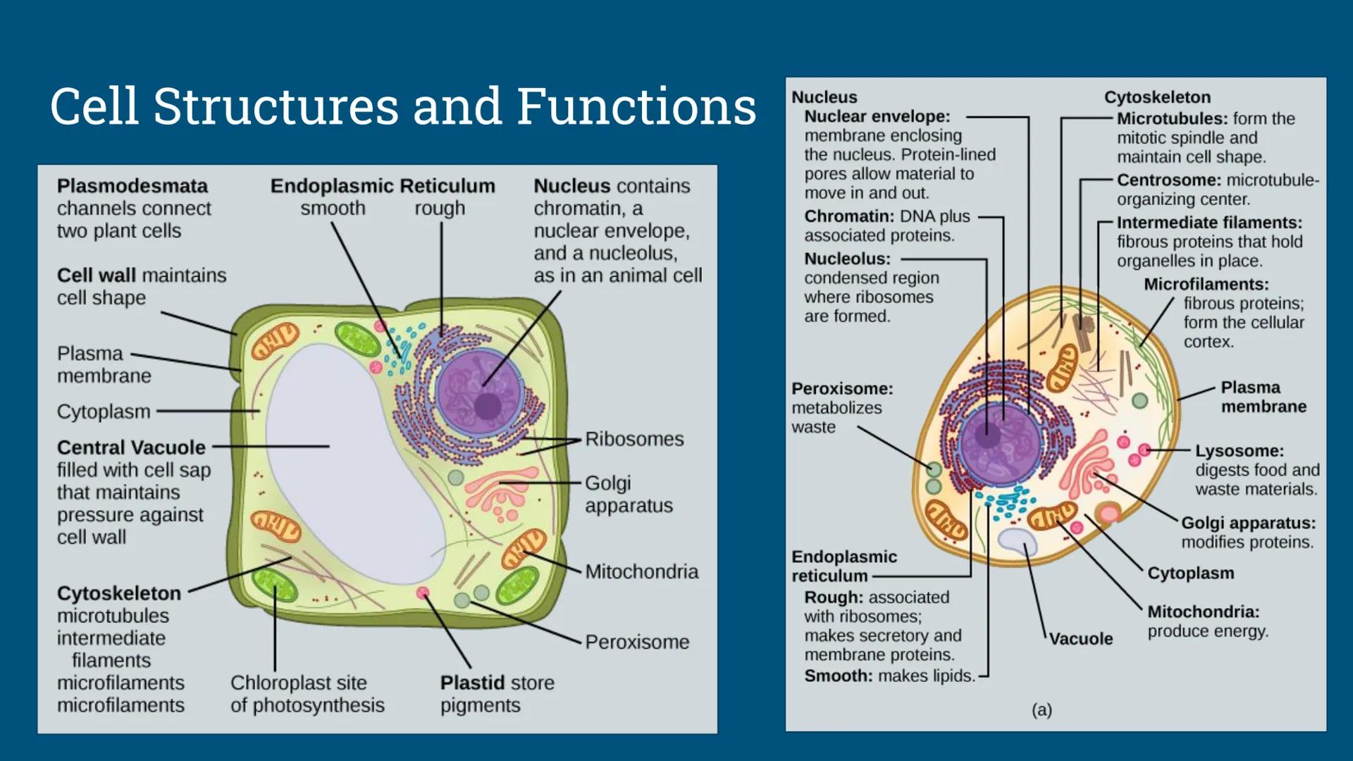 Benchmark Review
Benchmark 12/18/24 Unit 1: Biomolecules
Understandings & Questions
The function of biomolecules, including carbohydrates, l
