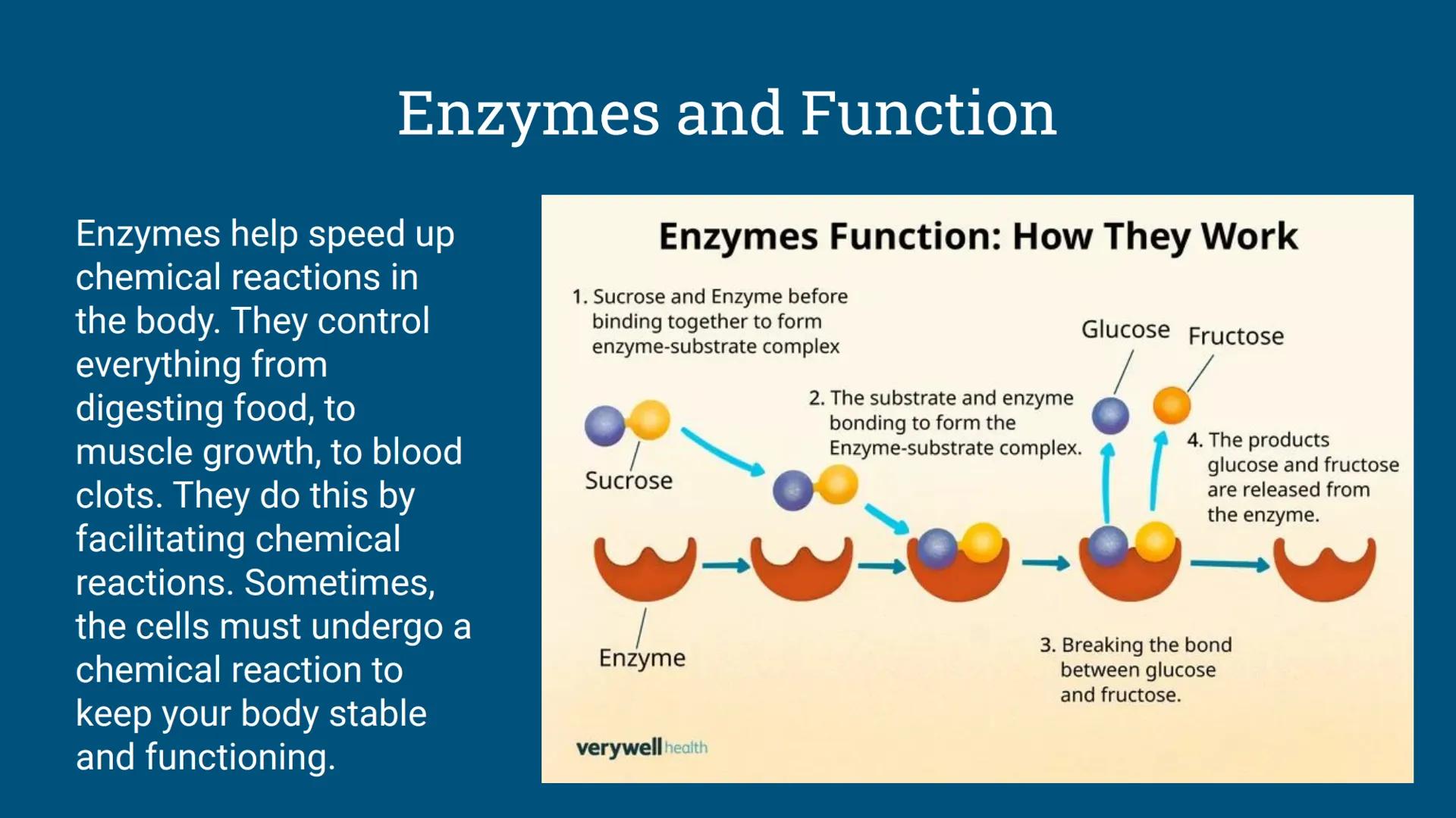 Benchmark Review
Benchmark 12/18/24 Unit 1: Biomolecules
Understandings & Questions
The function of biomolecules, including carbohydrates, l
