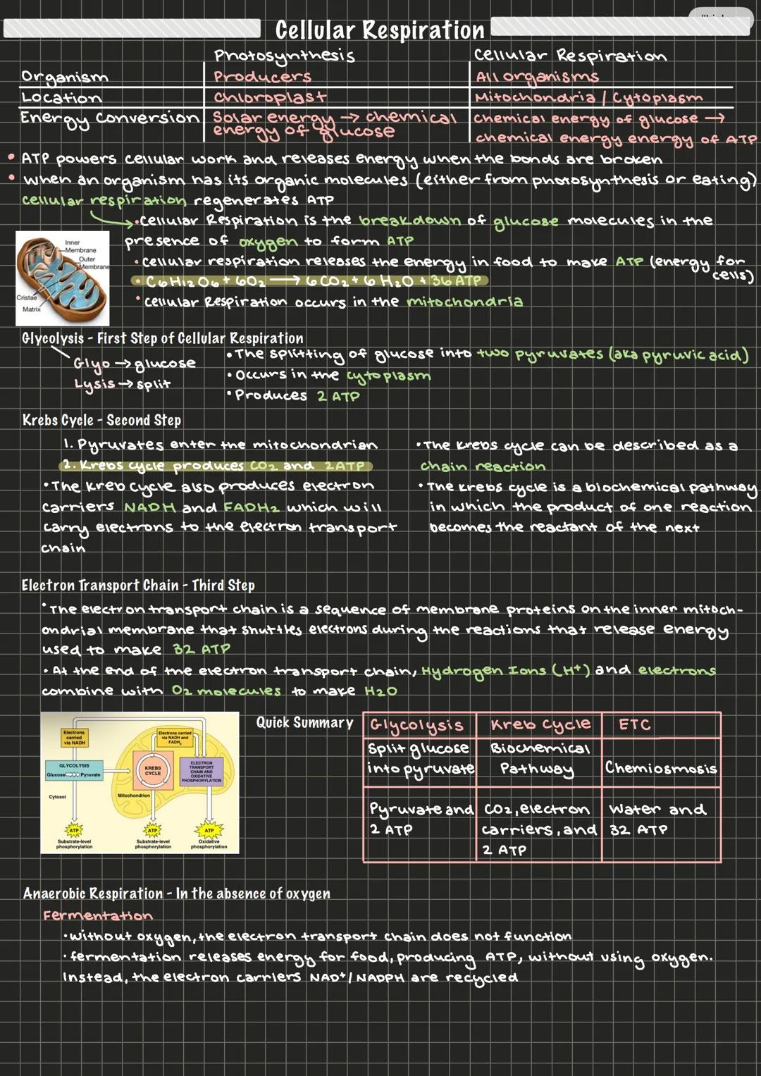 Cellular Respiration