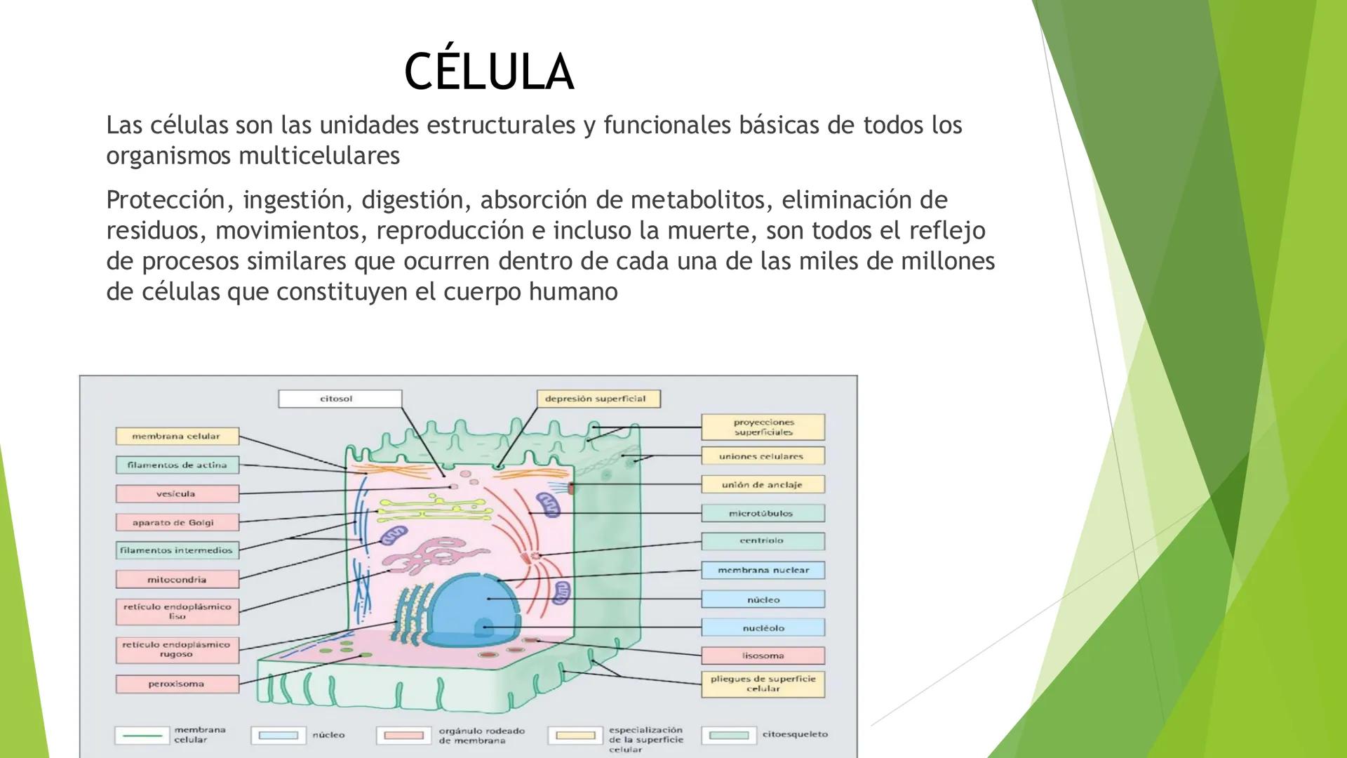 # Morfología celular
# División celular # CÉLULA
Las células son las unidades estructurales y funcionales básicas de todos los
organismos mu