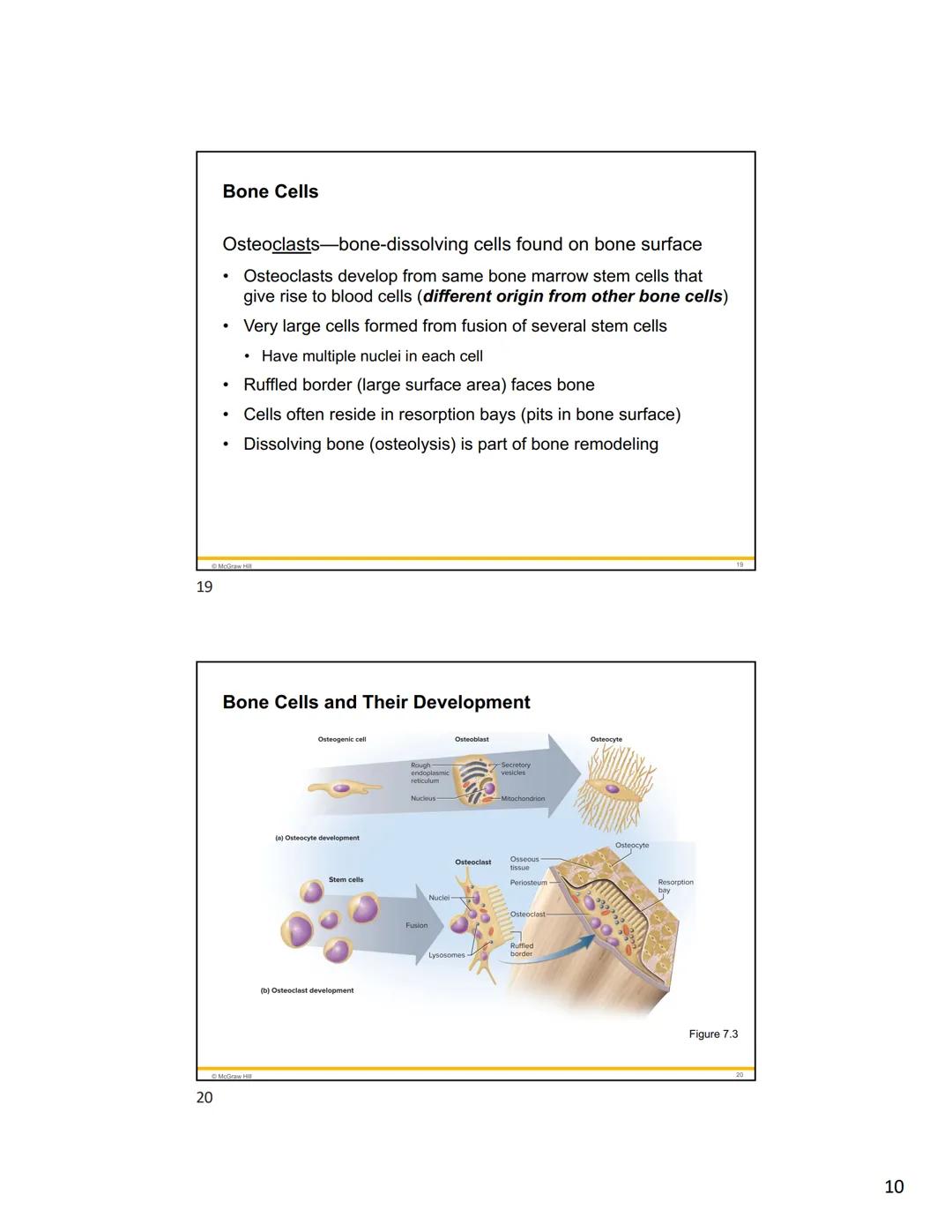 1
2
Mc
Graw
Hill
Because learning changes everything."
Chapter 7
Bone Tissue
ANATOMY & PHYSIOLOGY
The Unity of Form and Function
NINTH ED