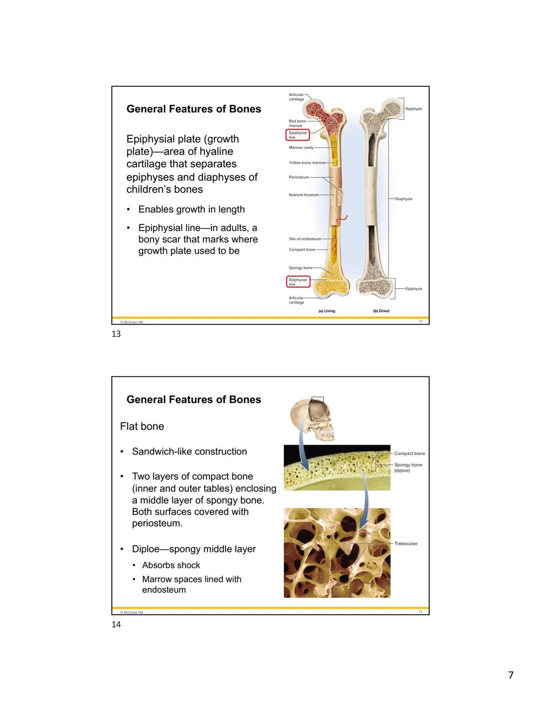 1
2
Mc
Graw
Hill
Because learning changes everything."
Chapter 7
Bone Tissue
ANATOMY & PHYSIOLOGY
The Unity of Form and Function
NINTH ED