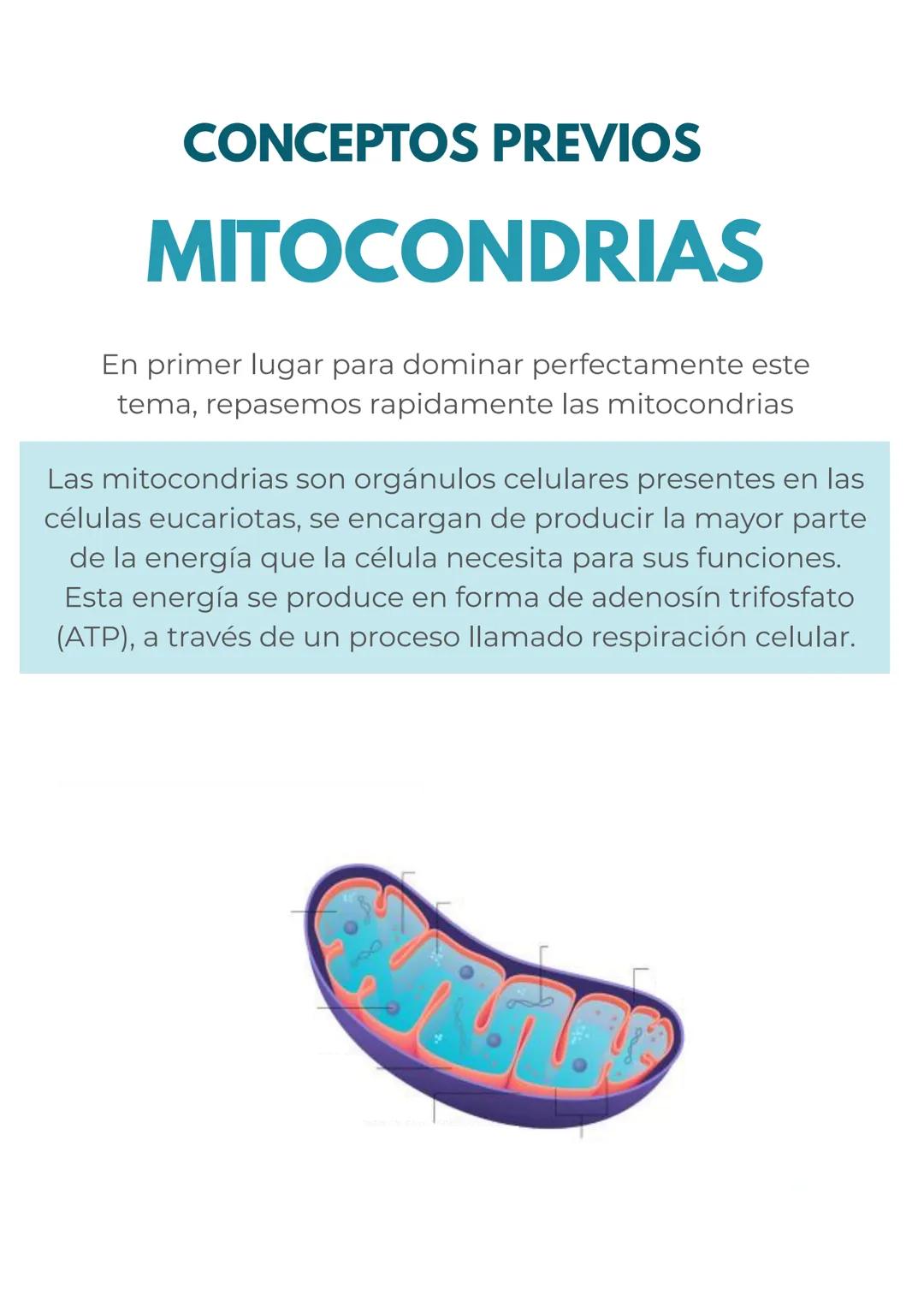 Metabolismo De Carbohidratos