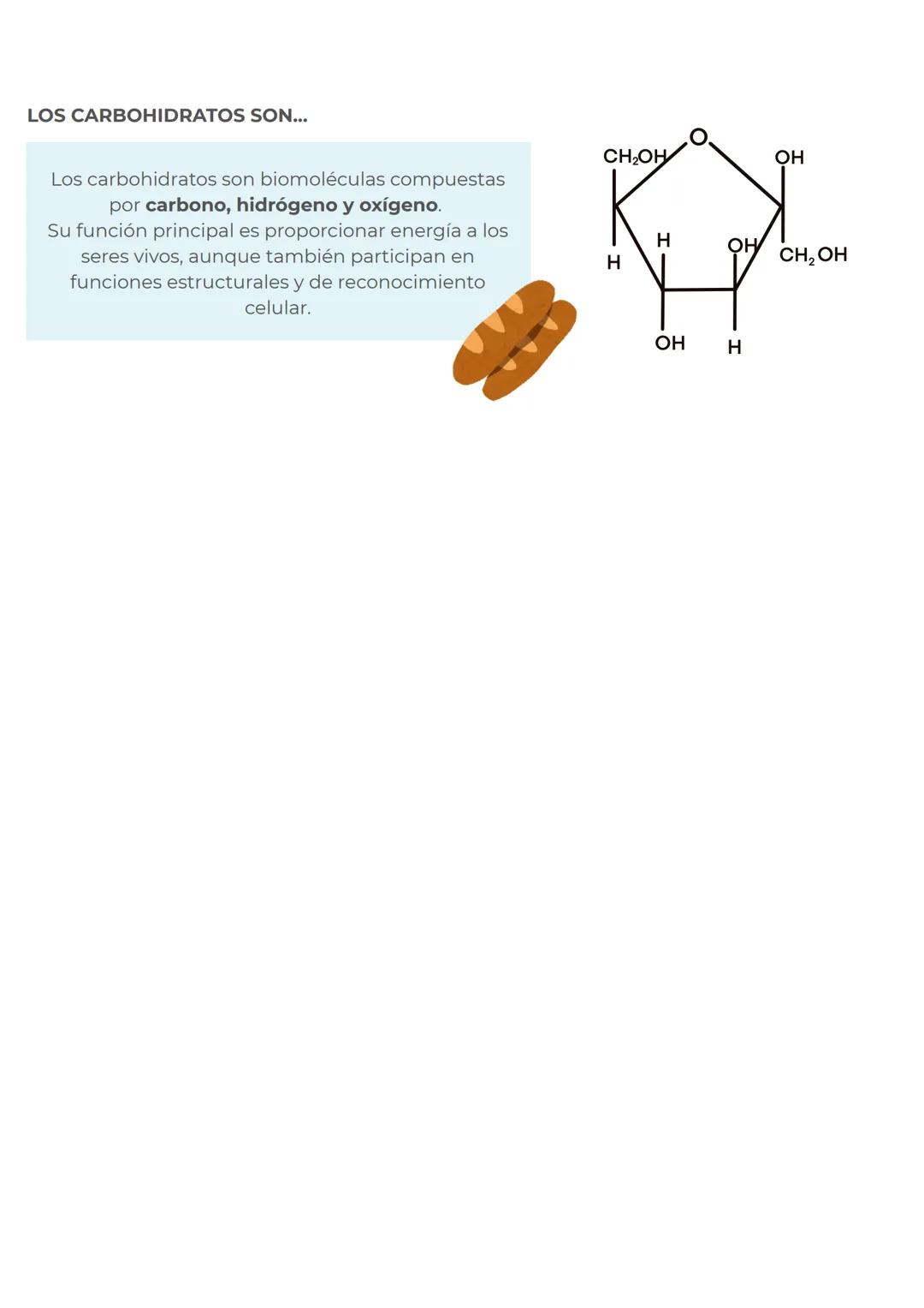 # CONCEPTOS PREVIOS
# MITOCONDRIAS
En primer lugar para dominar perfectamente este
tema, repasemos rapidamente las mitocondrias
Las mitocond