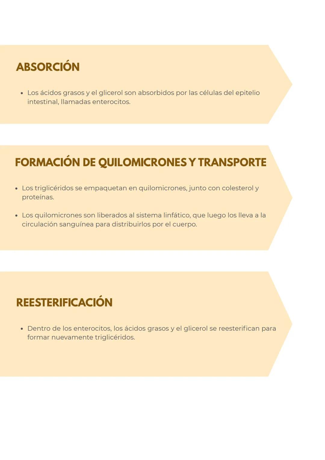 # METABOLISMO DE LOS
LIPIDOS
## LÍPIDOS:
CARACTERÍSTICAS GENERALES
Los lípidos son biomoléculas hidrofóbicas o anfipáticas insolubles en a