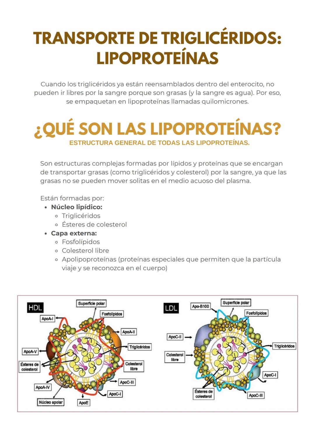 # METABOLISMO DE LOS
LIPIDOS
## LÍPIDOS:
CARACTERÍSTICAS GENERALES
Los lípidos son biomoléculas hidrofóbicas o anfipáticas insolubles en a