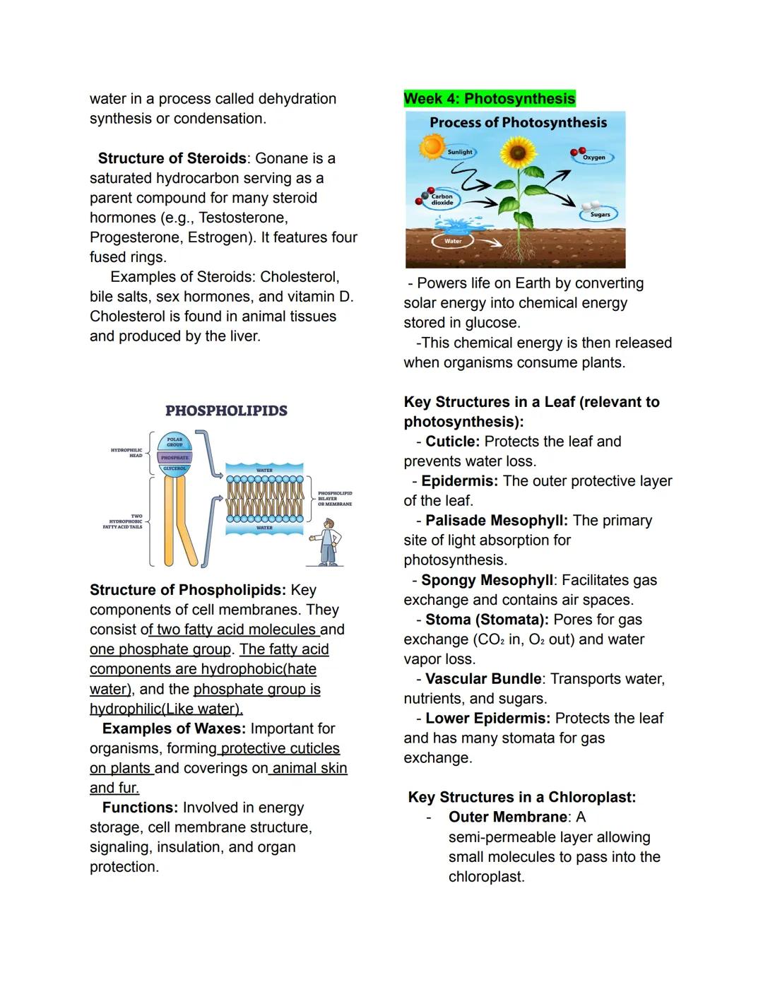 # Week 1: Proteins
-What are Biomolecules?
* Proteins are biomolecules that provide structure and perform functions in an ecosystem.
* The