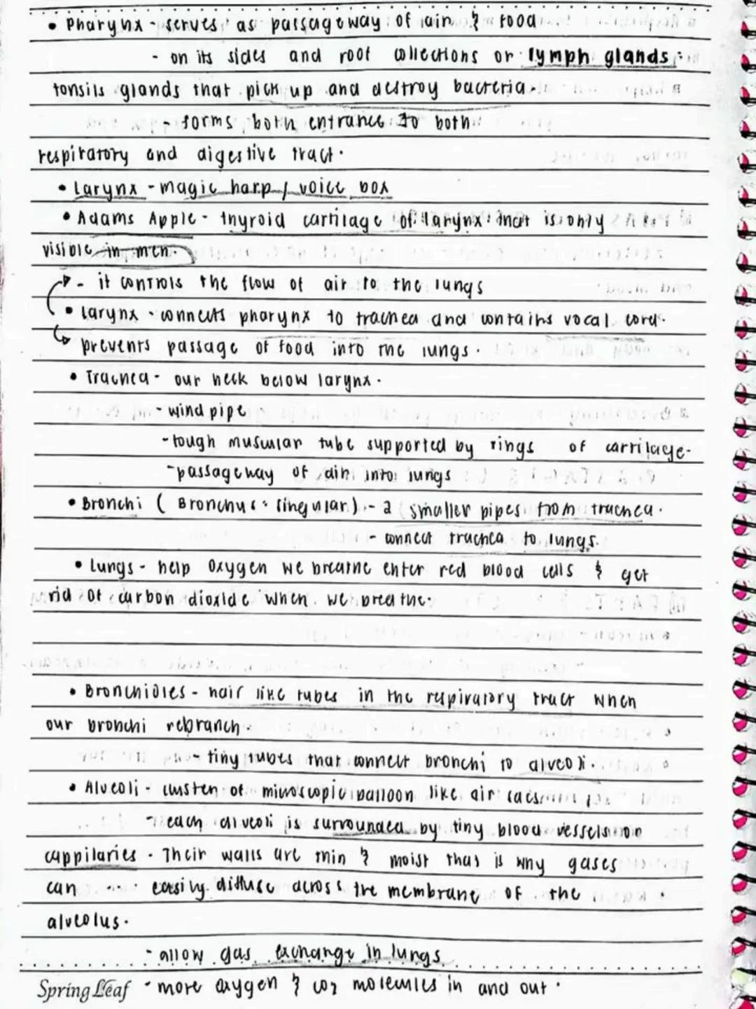--- OCR Start ---
Respiratory AND circulatory
Systems
NO.:
DATE: 08/05/24
• Respiratory system- macie up of the organs in the bogy that
help