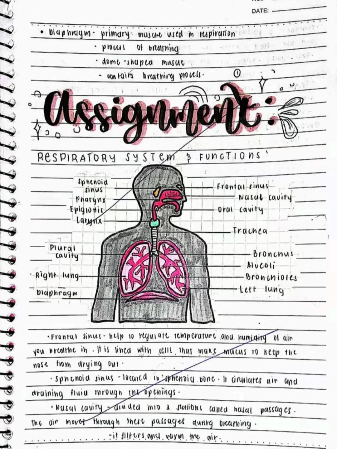 --- OCR Start ---
Respiratory AND circulatory
Systems
NO.:
DATE: 08/05/24
• Respiratory system- macie up of the organs in the bogy that
help