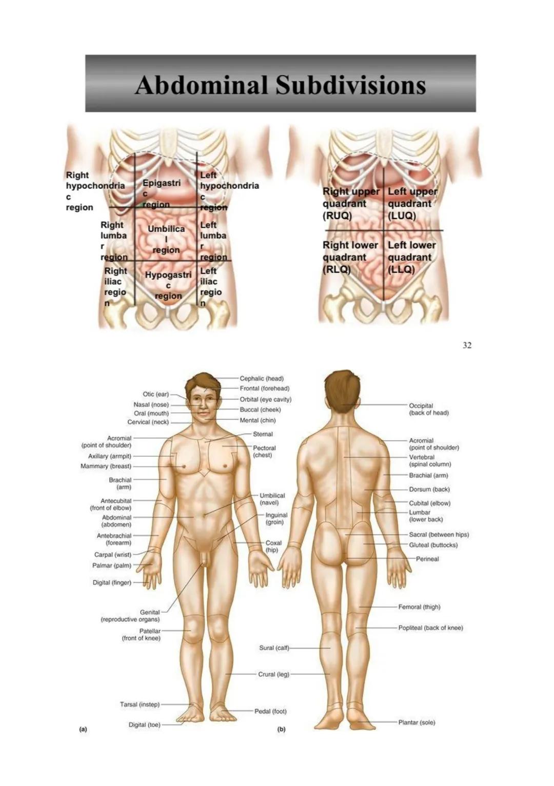 Anatomy and Physiology
➤ Anatomy - the study of the structure of the human body
➤ Physiology - the study of the function of the human body
"