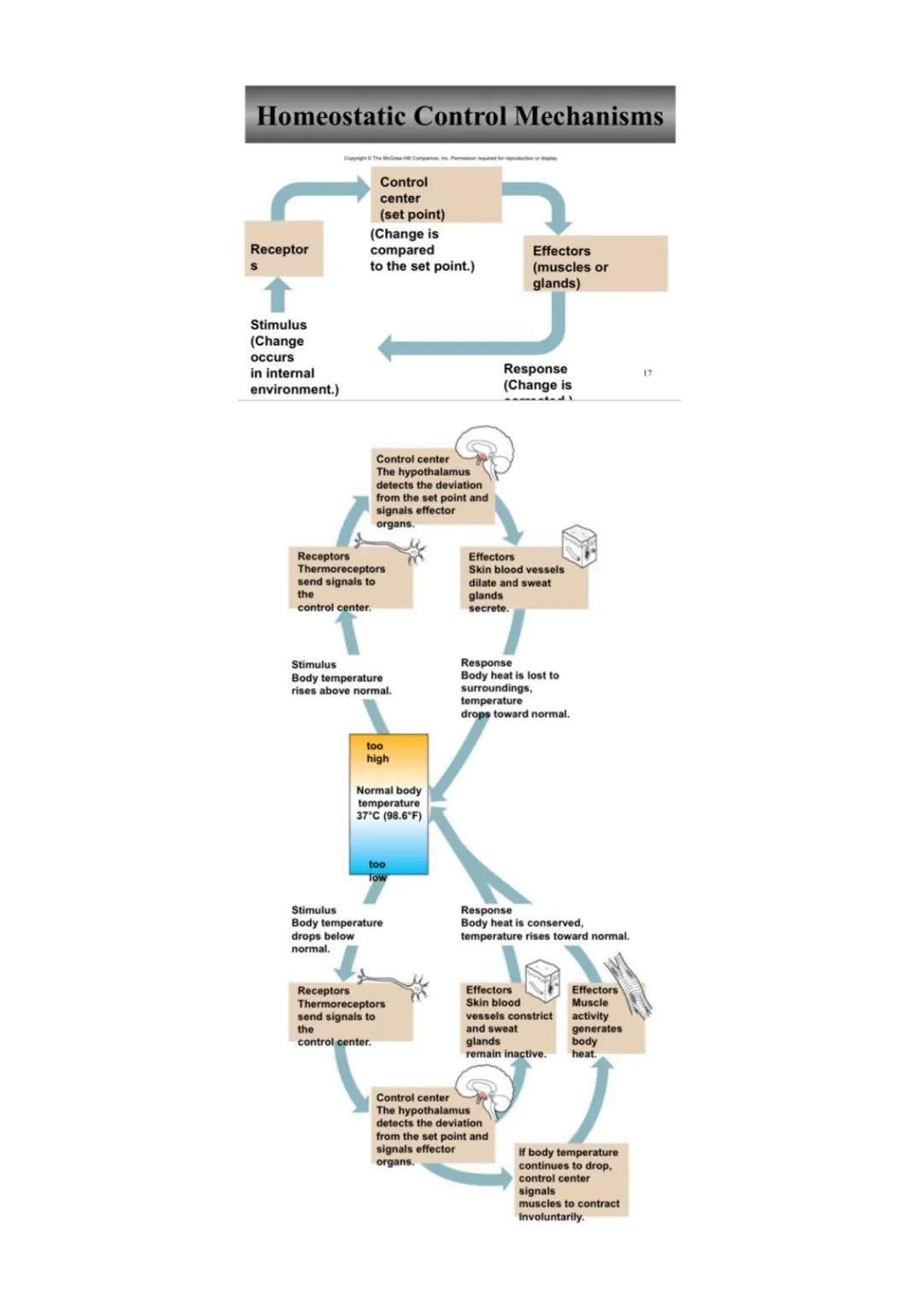 Anatomy and Physiology
➤ Anatomy - the study of the structure of the human body
➤ Physiology - the study of the function of the human body
"