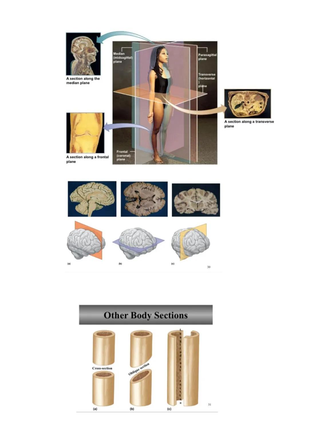 Anatomy and Physiology
➤ Anatomy - the study of the structure of the human body
➤ Physiology - the study of the function of the human body
"