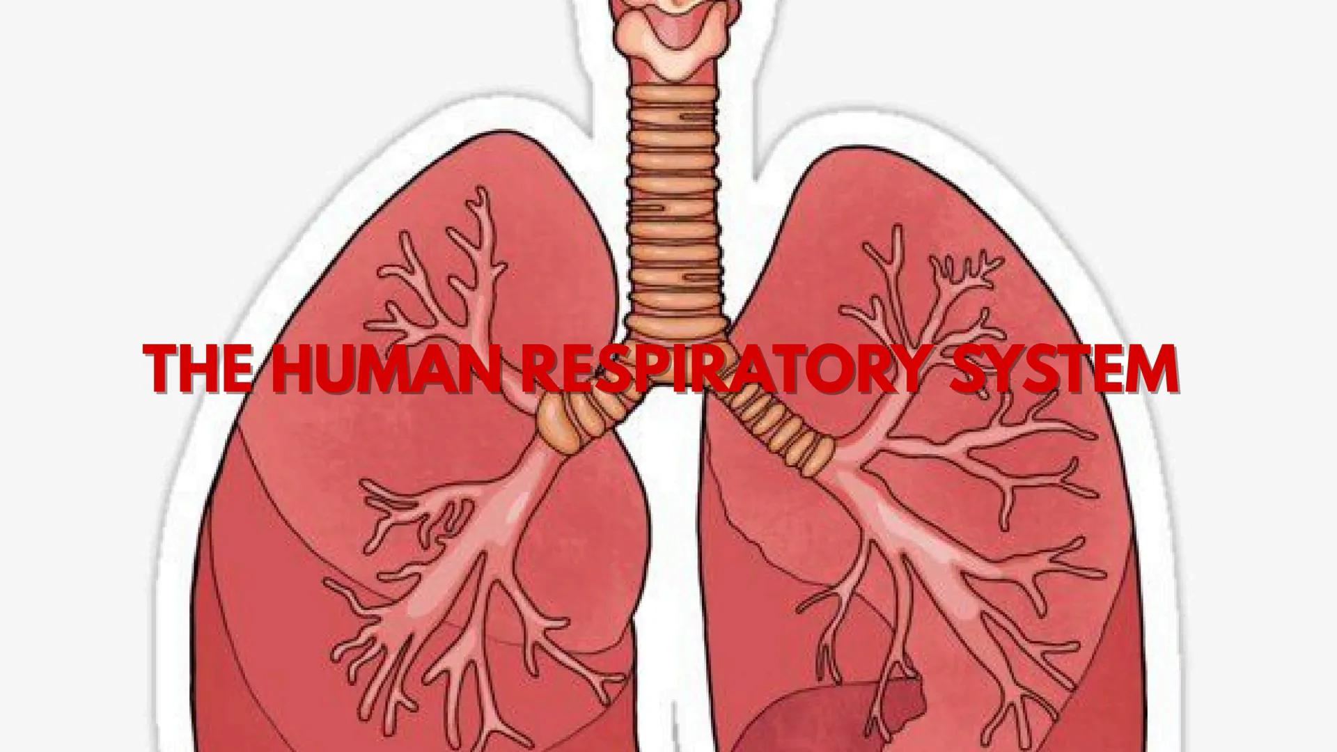 THE HUMAN RESPIRATORY SYSTEM # respiratory system
- Is a series of organs responsible for taking in oxygen and expelling carbon dioxide THE