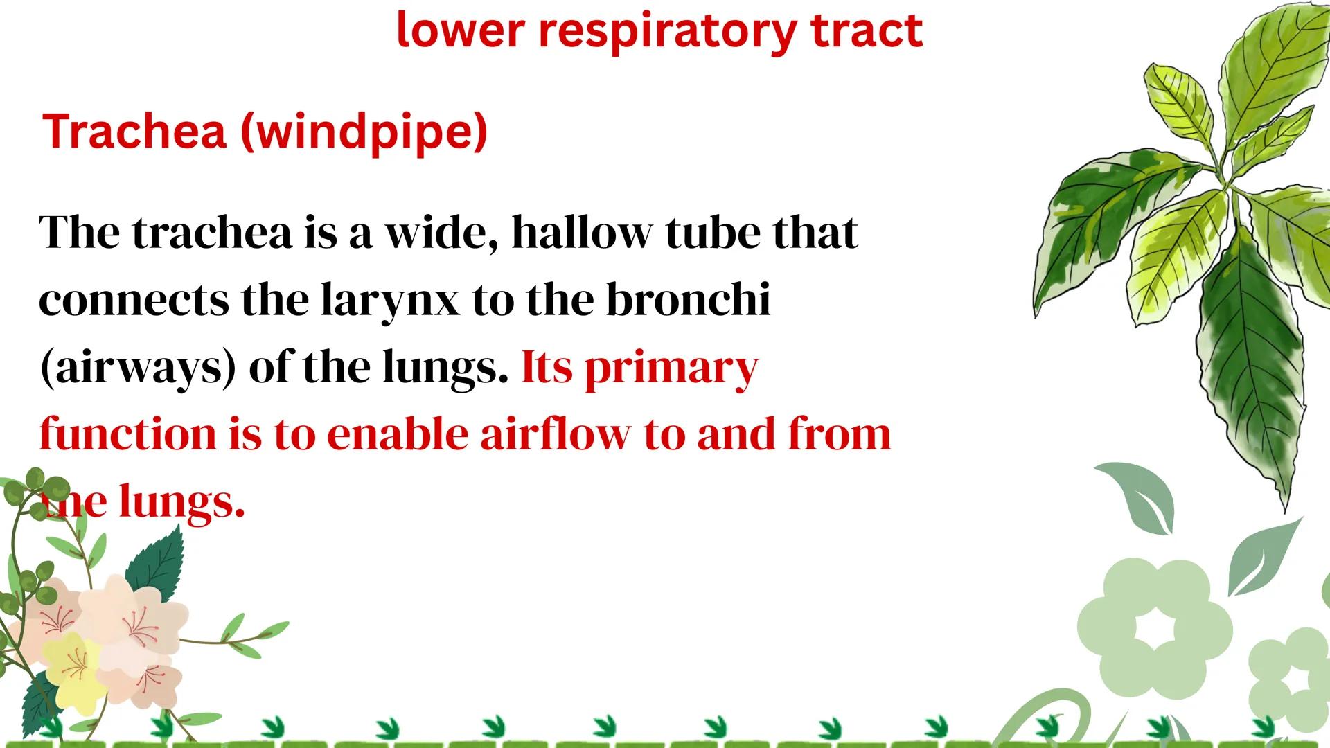 THE HUMAN RESPIRATORY SYSTEM # respiratory system
- Is a series of organs responsible for taking in oxygen and expelling carbon dioxide THE