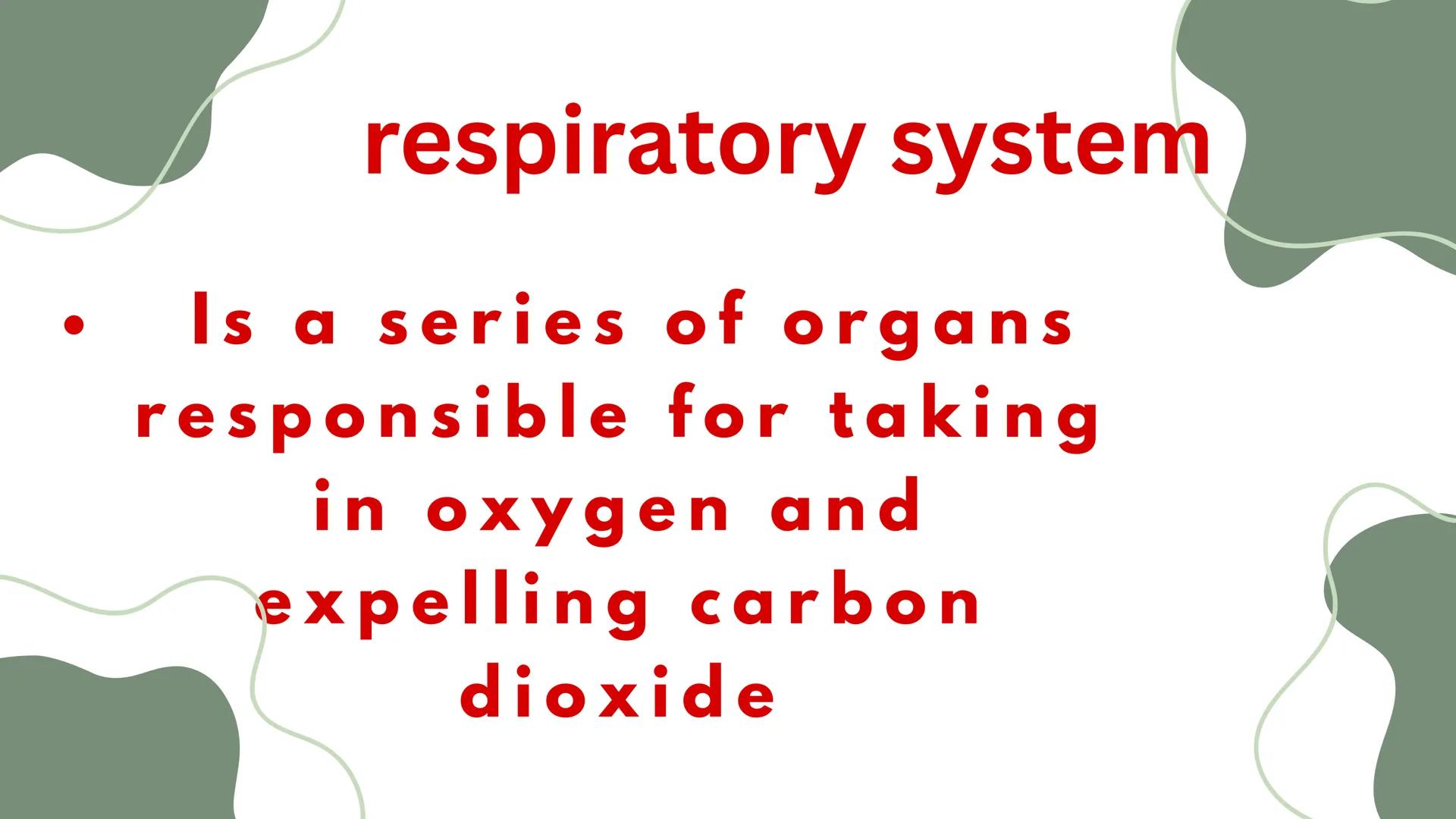 THE HUMAN RESPIRATORY SYSTEM # respiratory system
- Is a series of organs responsible for taking in oxygen and expelling carbon dioxide THE