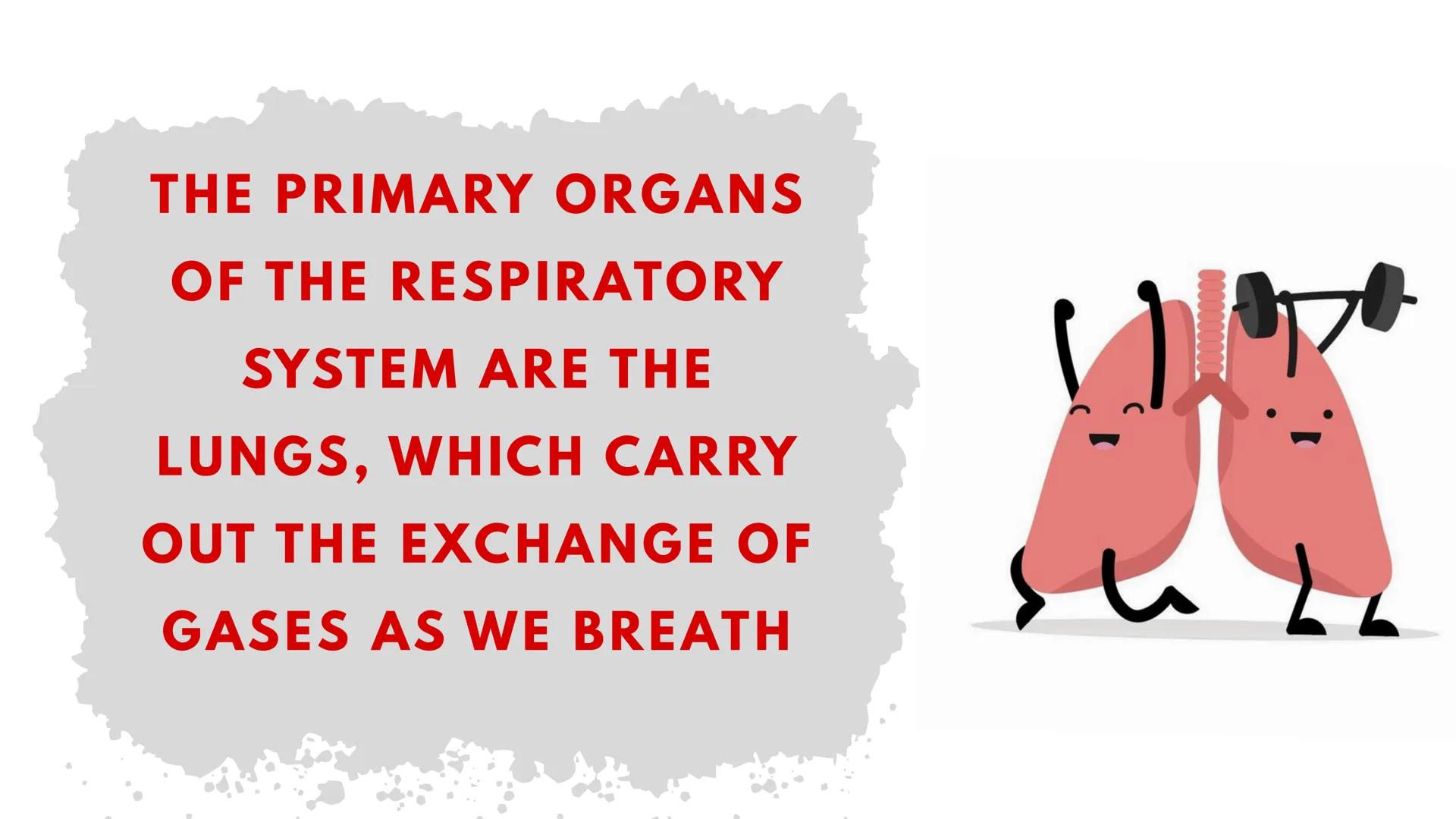 THE HUMAN RESPIRATORY SYSTEM # respiratory system
- Is a series of organs responsible for taking in oxygen and expelling carbon dioxide THE