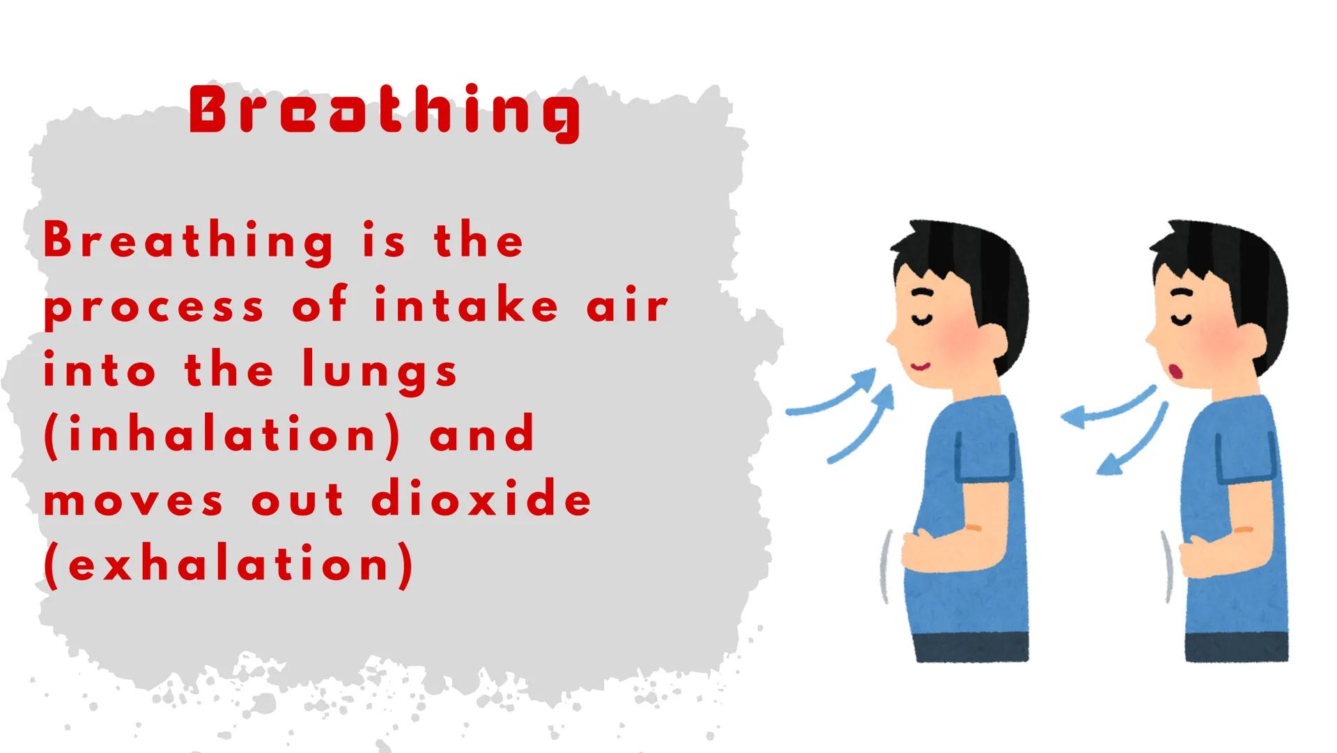 THE HUMAN RESPIRATORY SYSTEM # respiratory system
- Is a series of organs responsible for taking in oxygen and expelling carbon dioxide THE