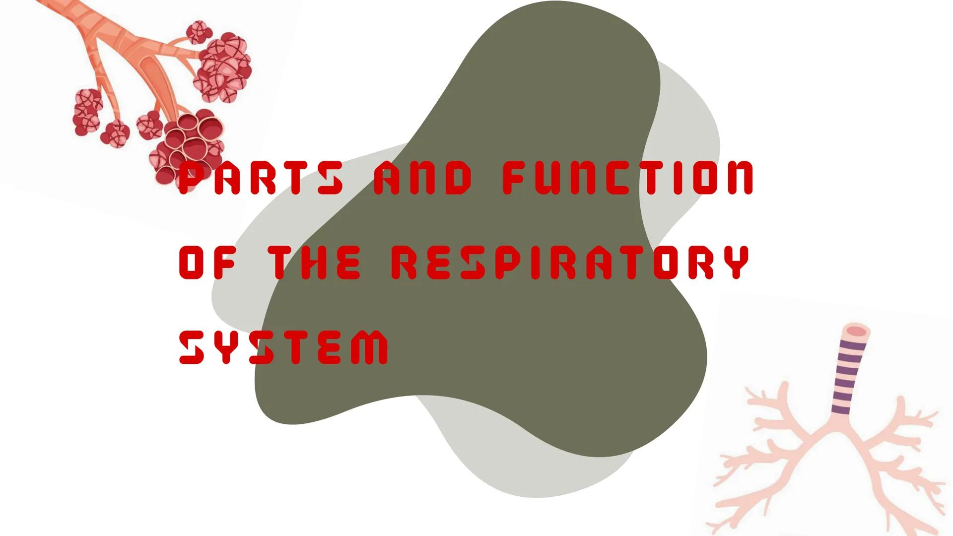 THE HUMAN RESPIRATORY SYSTEM # respiratory system
- Is a series of organs responsible for taking in oxygen and expelling carbon dioxide THE