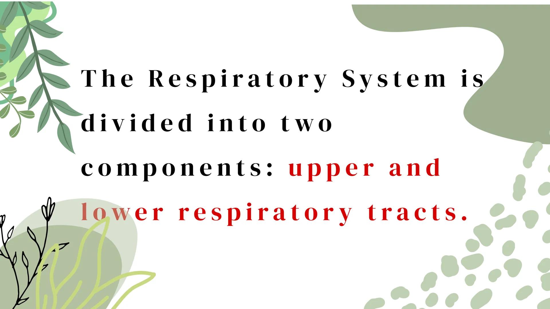 THE HUMAN RESPIRATORY SYSTEM # respiratory system
- Is a series of organs responsible for taking in oxygen and expelling carbon dioxide THE
