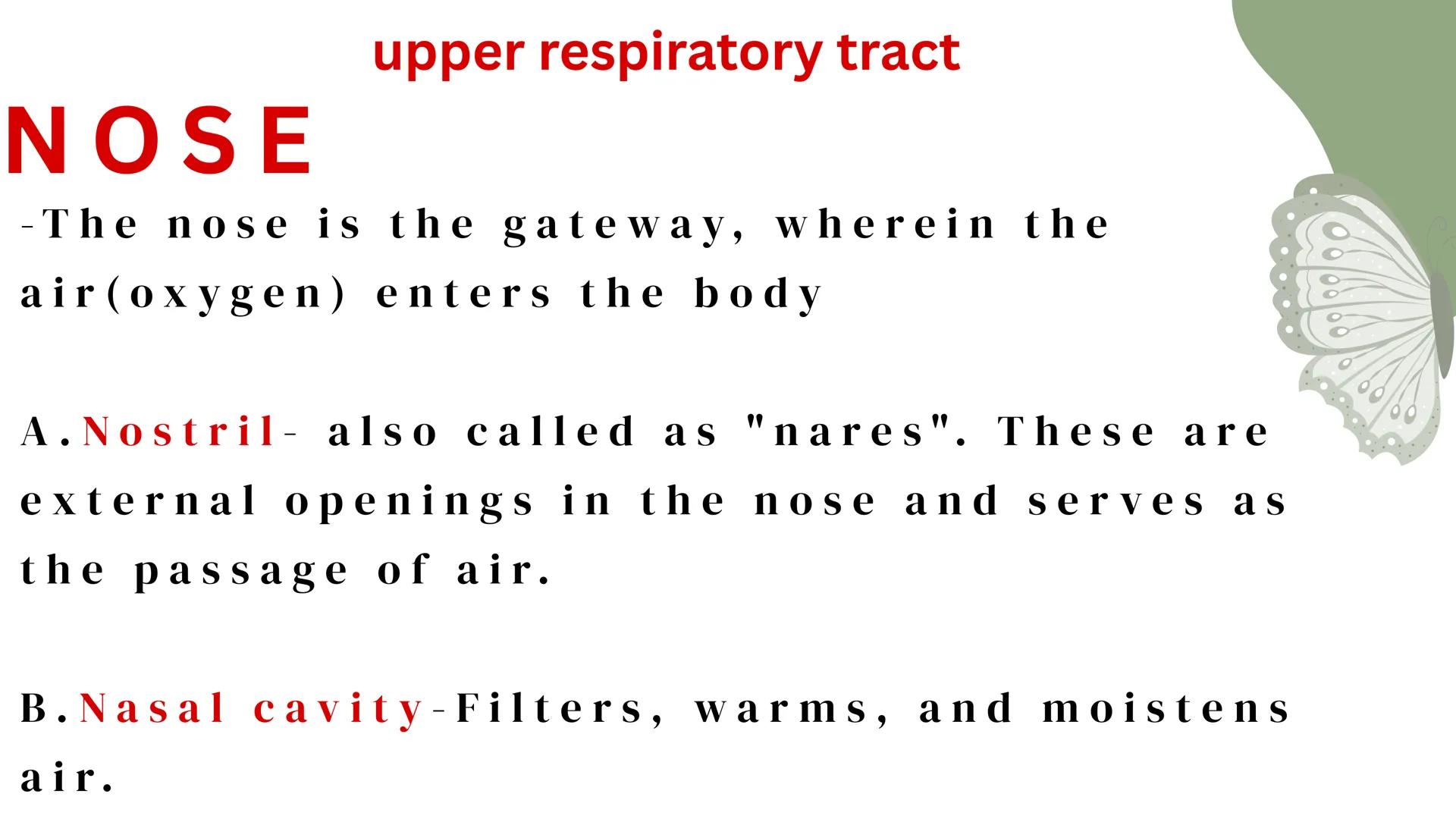 THE HUMAN RESPIRATORY SYSTEM # respiratory system
- Is a series of organs responsible for taking in oxygen and expelling carbon dioxide THE