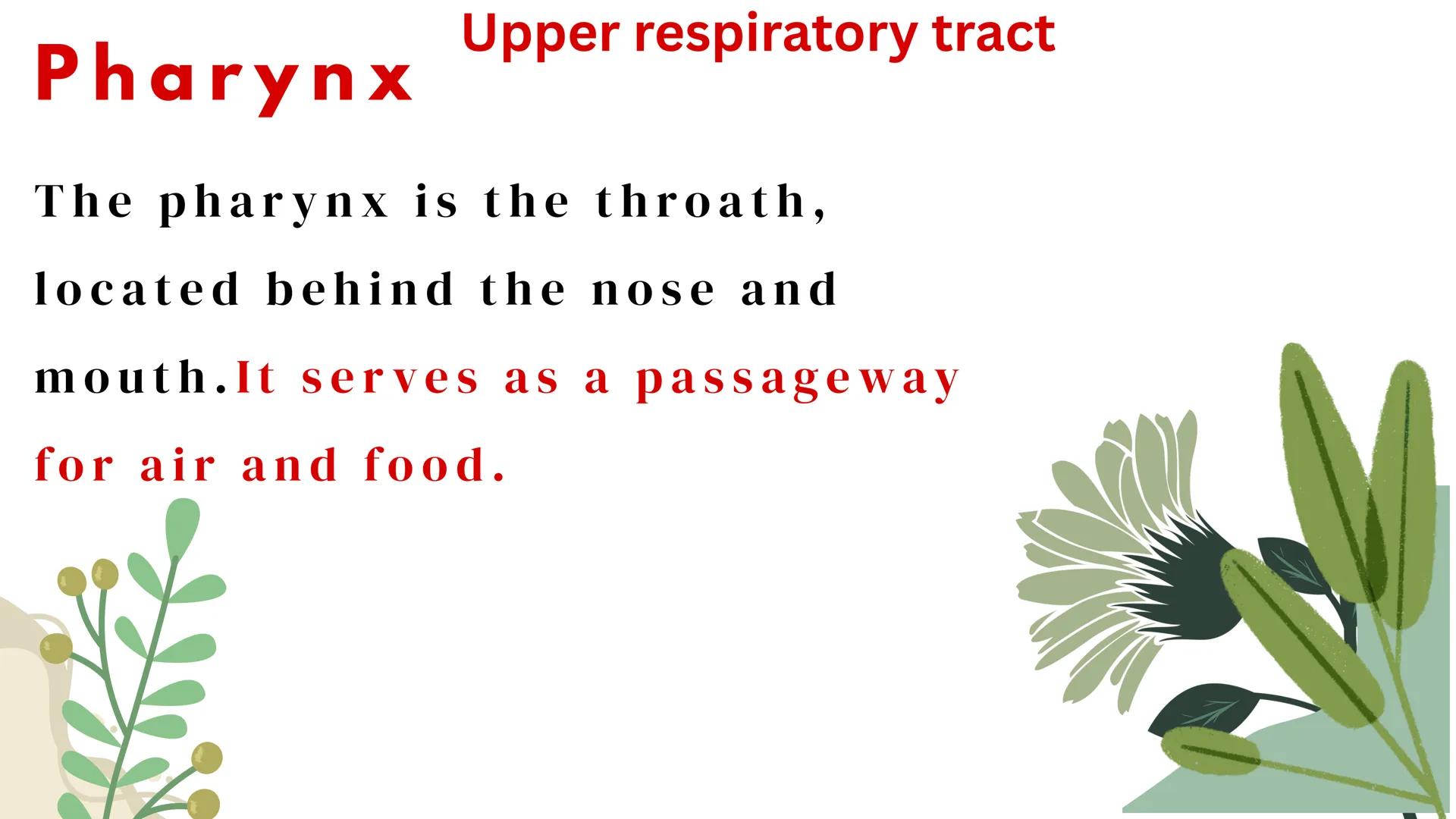 THE HUMAN RESPIRATORY SYSTEM # respiratory system
- Is a series of organs responsible for taking in oxygen and expelling carbon dioxide THE
